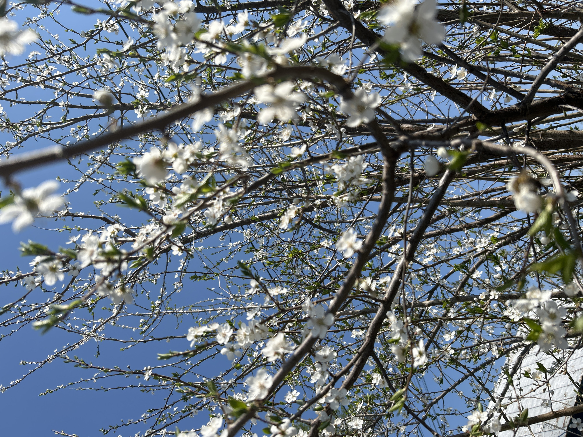 Woman's spring morning documented across Chaikovsky, Russia