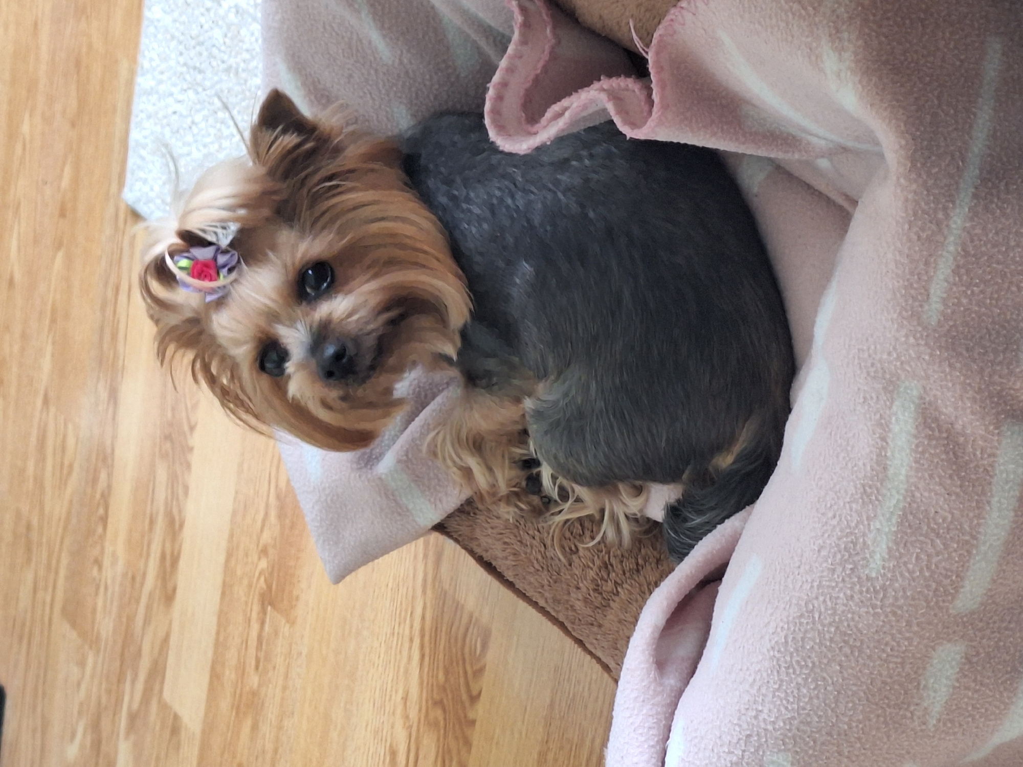 Yorkshire Terriers rest under blanket in Montana, Bulgaria home
