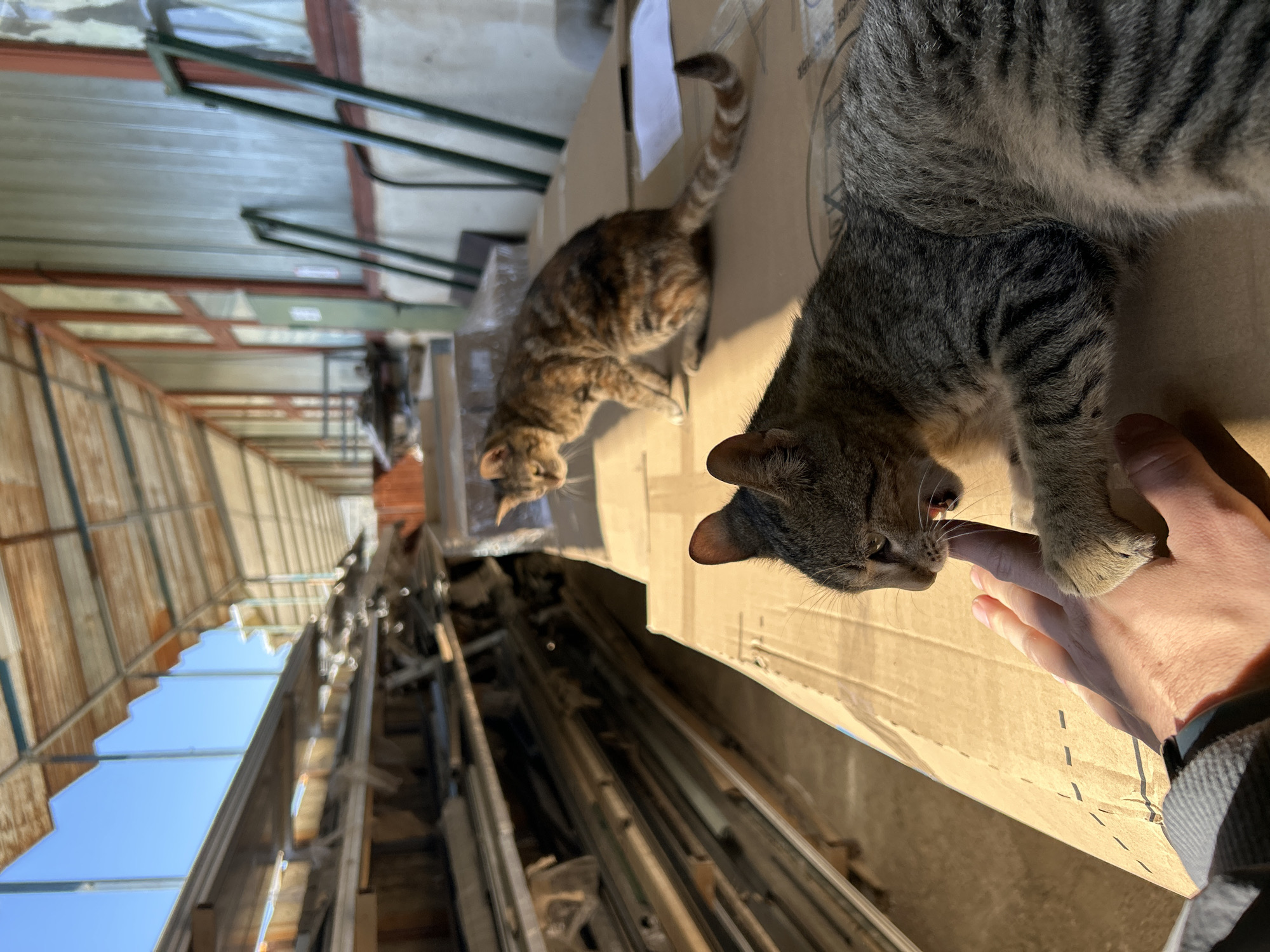 Cats interact with person on cardboard in covered walkway