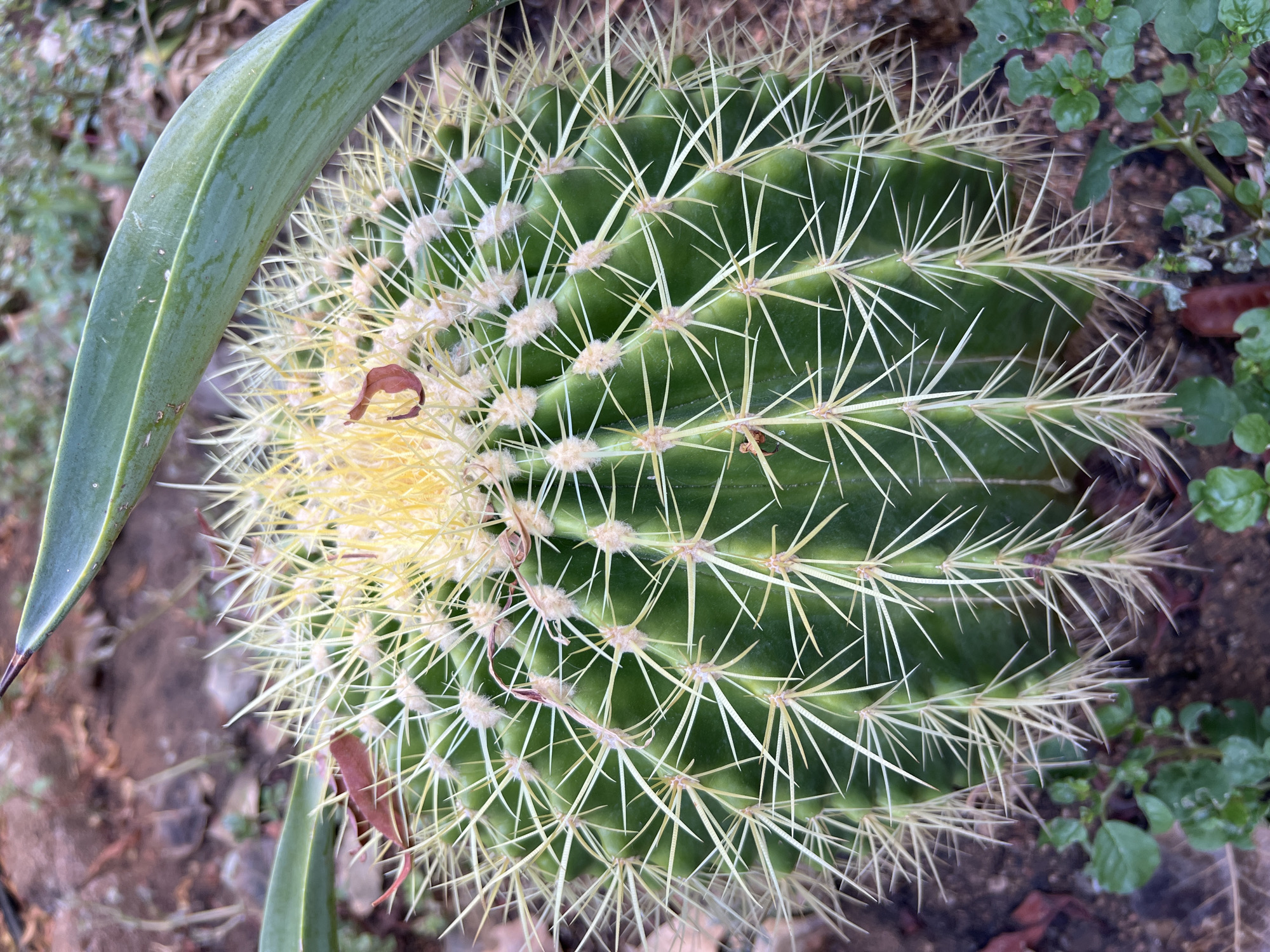 Barrel cactus in a Sharm El Sheikh garden, June 2026