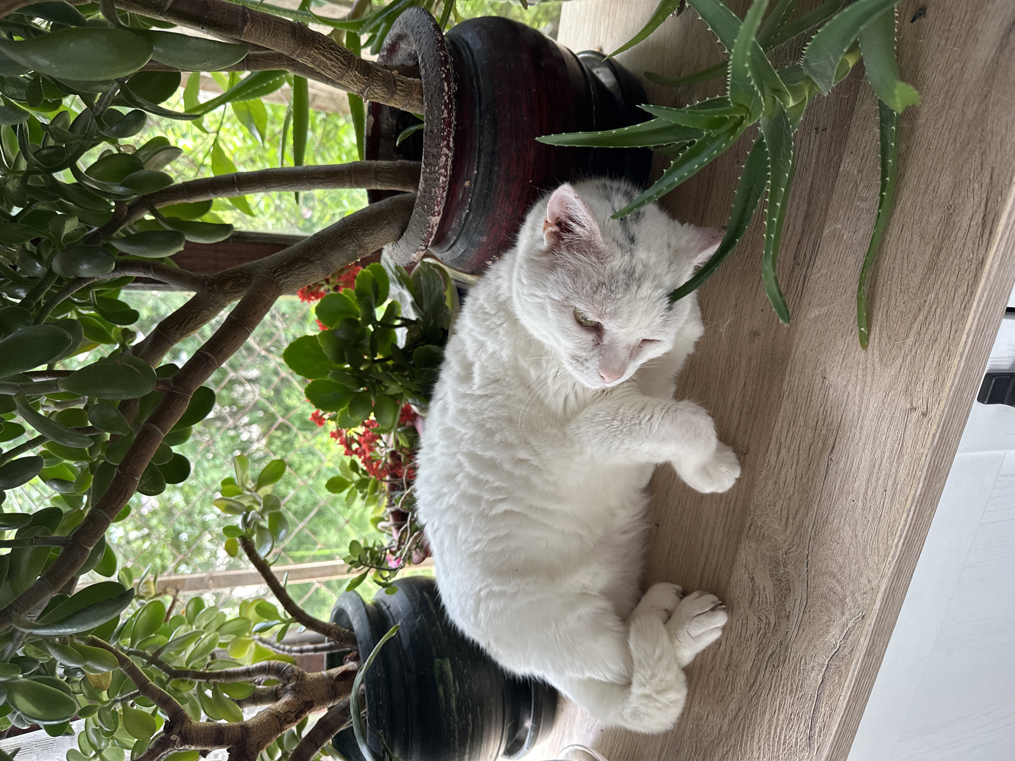 Cat rests beside potted plants in Varna, Bulgaria