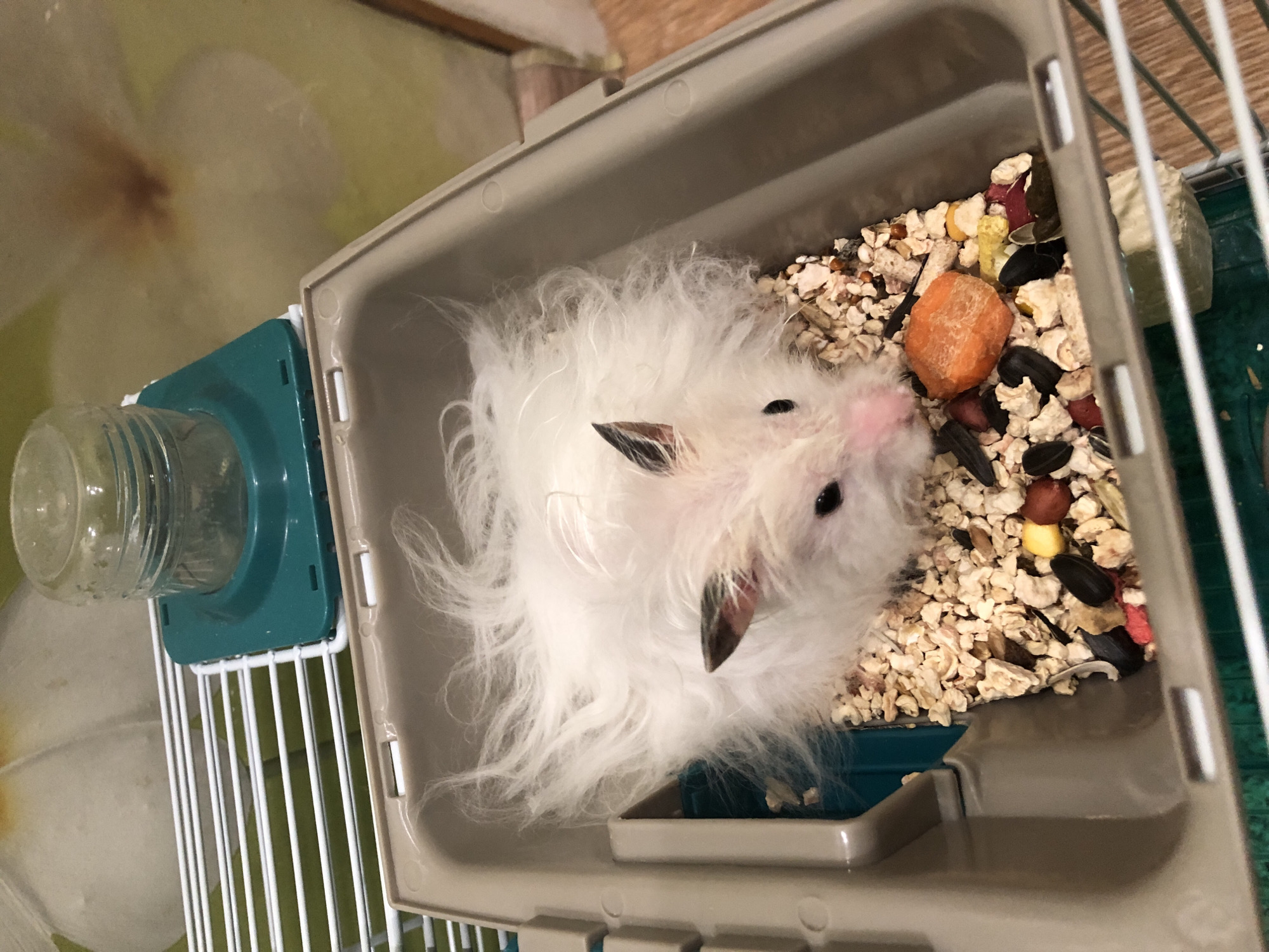 White hamster at home in Solikamsk, with neighborhood glimpses