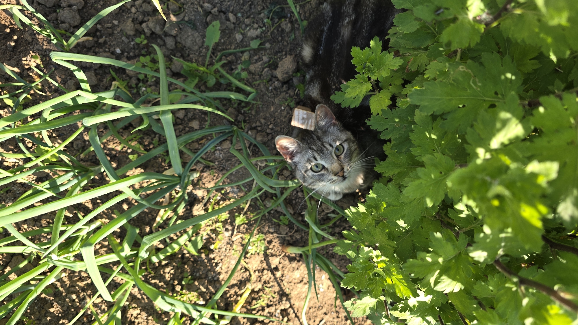 Kitten photographed with object on head in Bulgarian village
