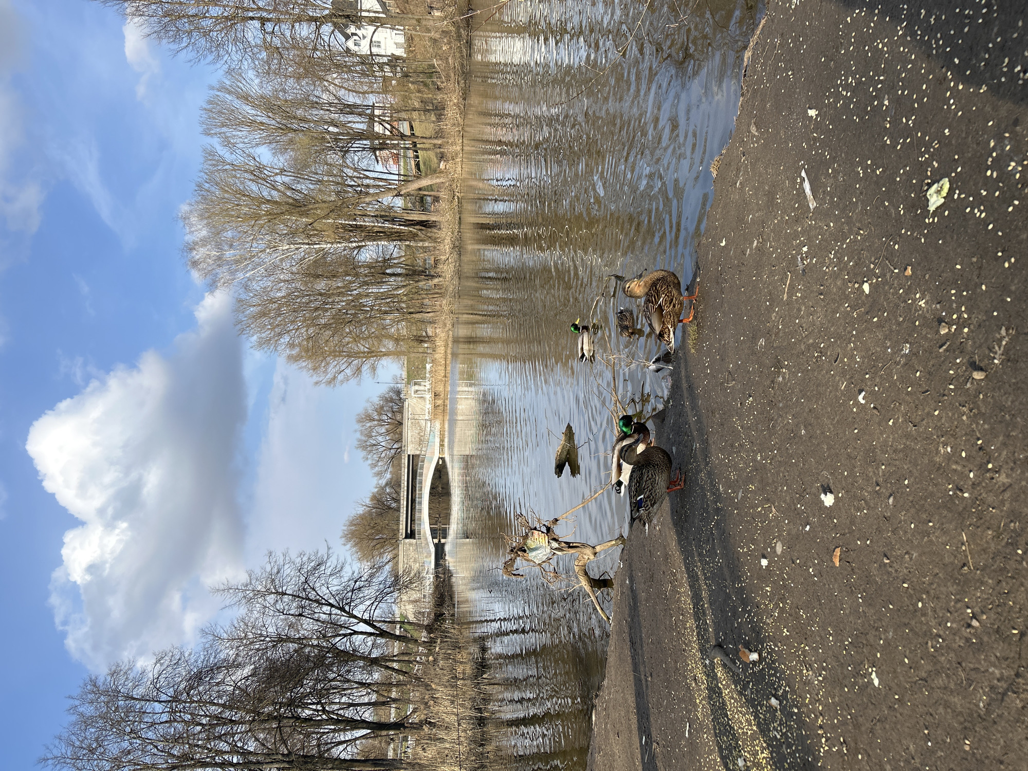Family feeds ducks at riverside in Klin, Russia