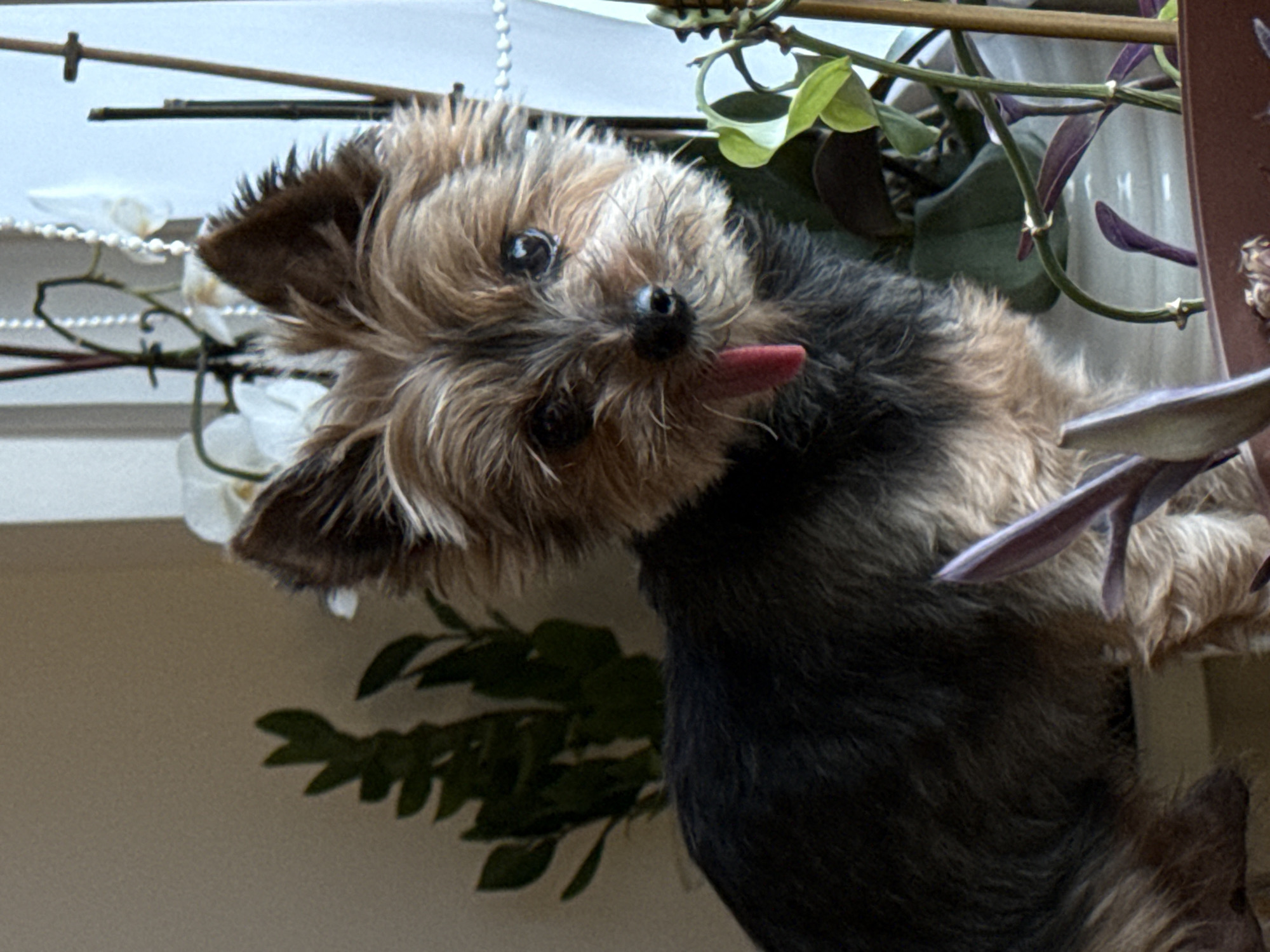 Dog and workshop activities documented in Luxembourg apartment