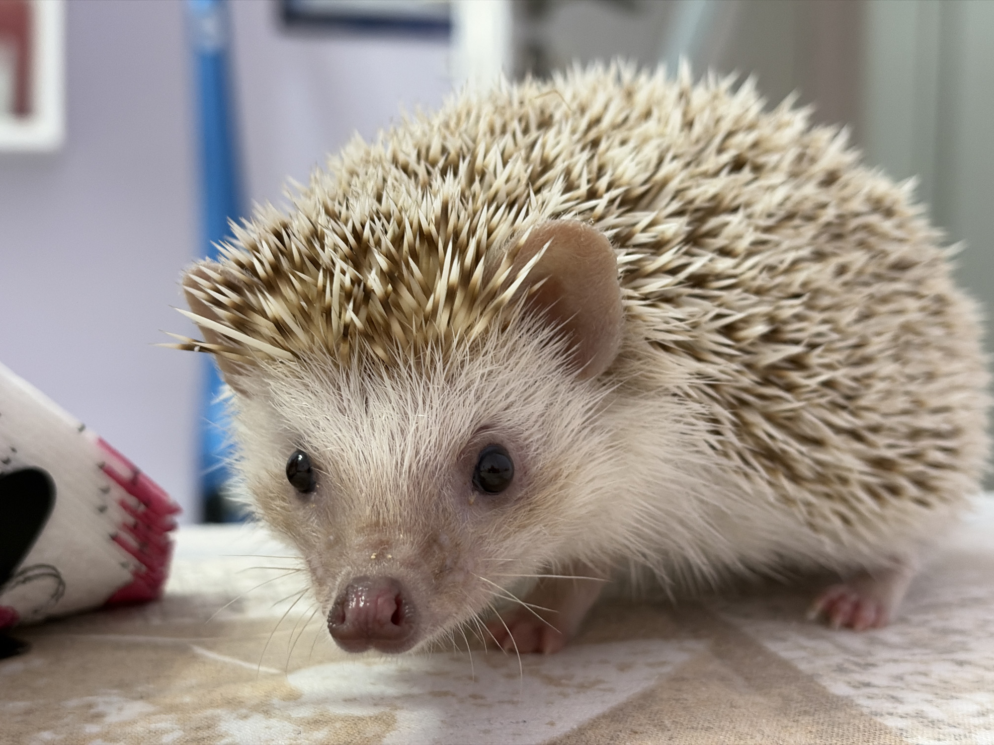 Pet hedgehog photographed indoors in Sofia, Bulgaria