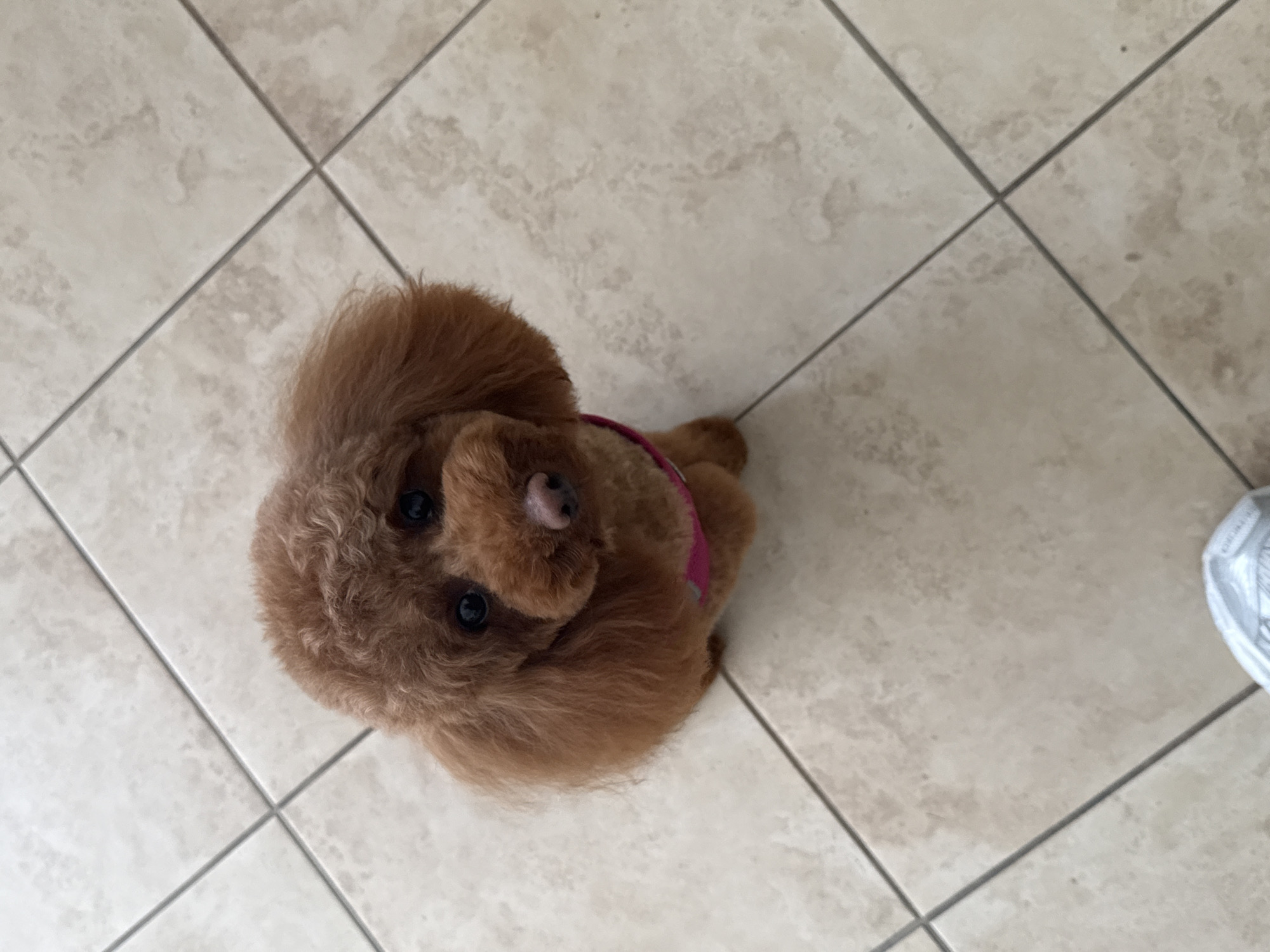 Brown poodle in pink collar spotted in Kichevo, Bulgaria