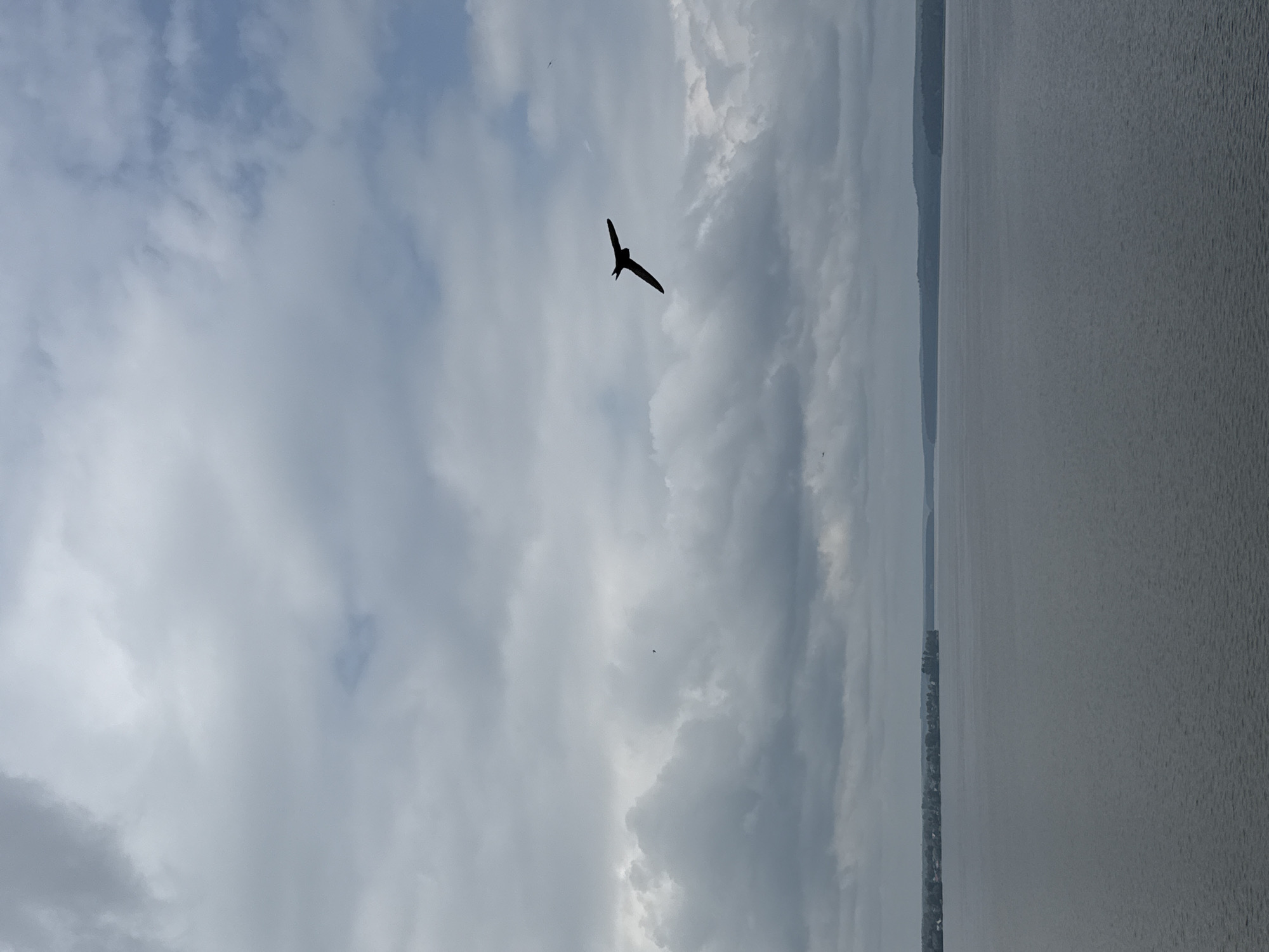 Birds in flight over a calm Votkinsk reservoir on an overcast morning