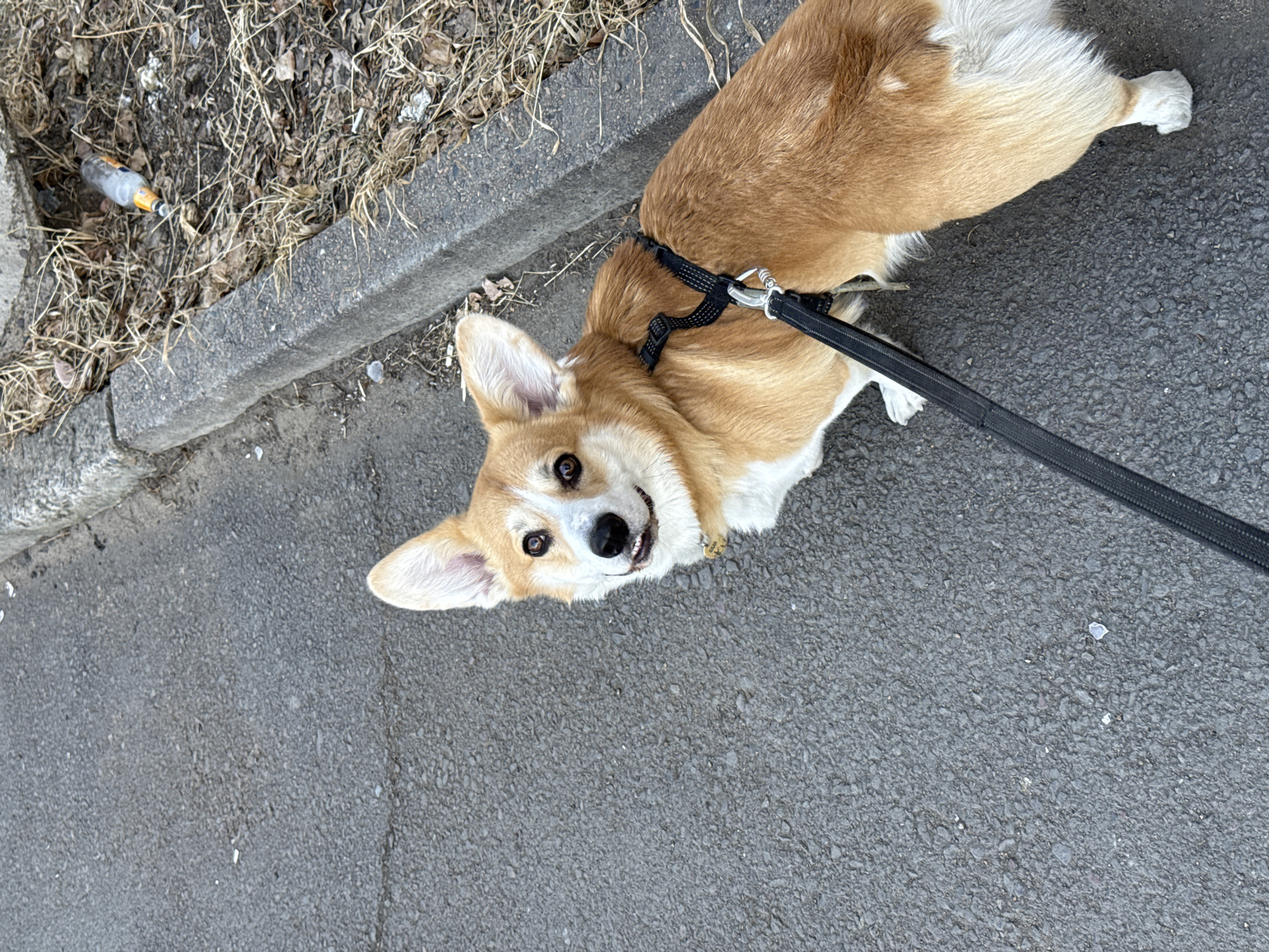 Corgi spotted on street in Borzya amid urban debris