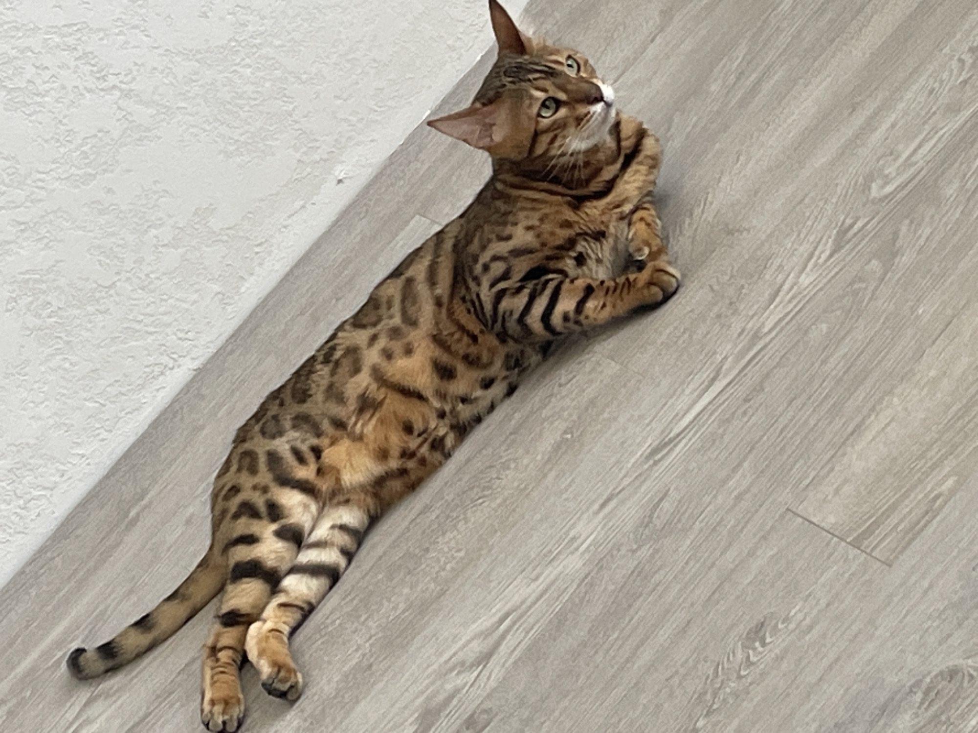 Bengal cat lounging and rolling on a wooden floor