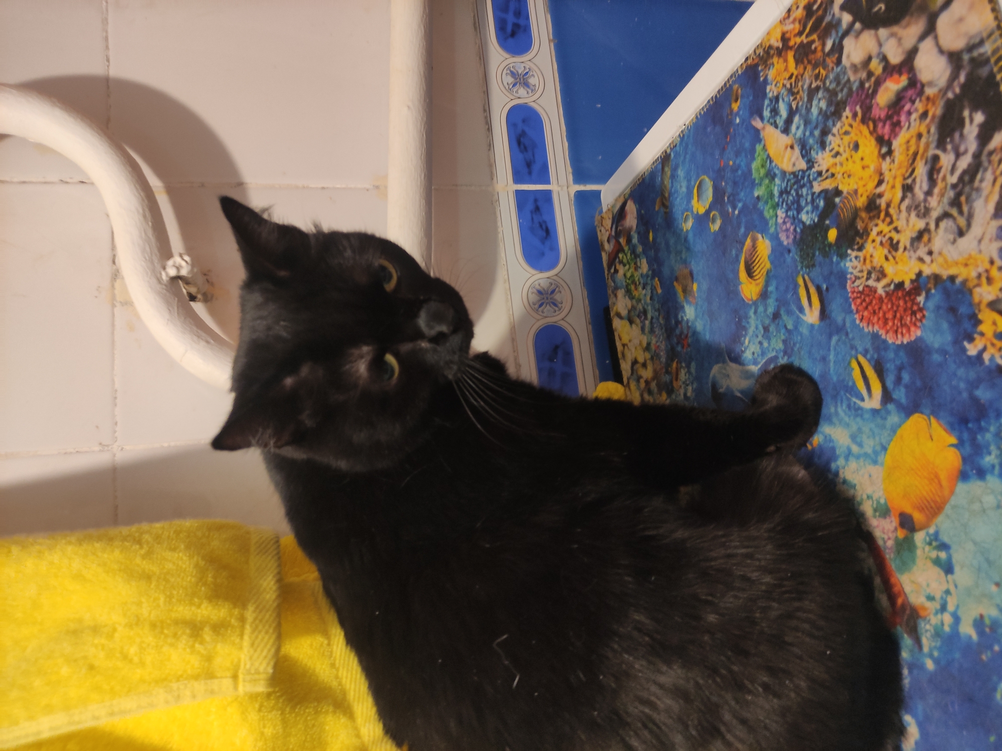 Cats lounge throughout Pavlodar home during evening hours
