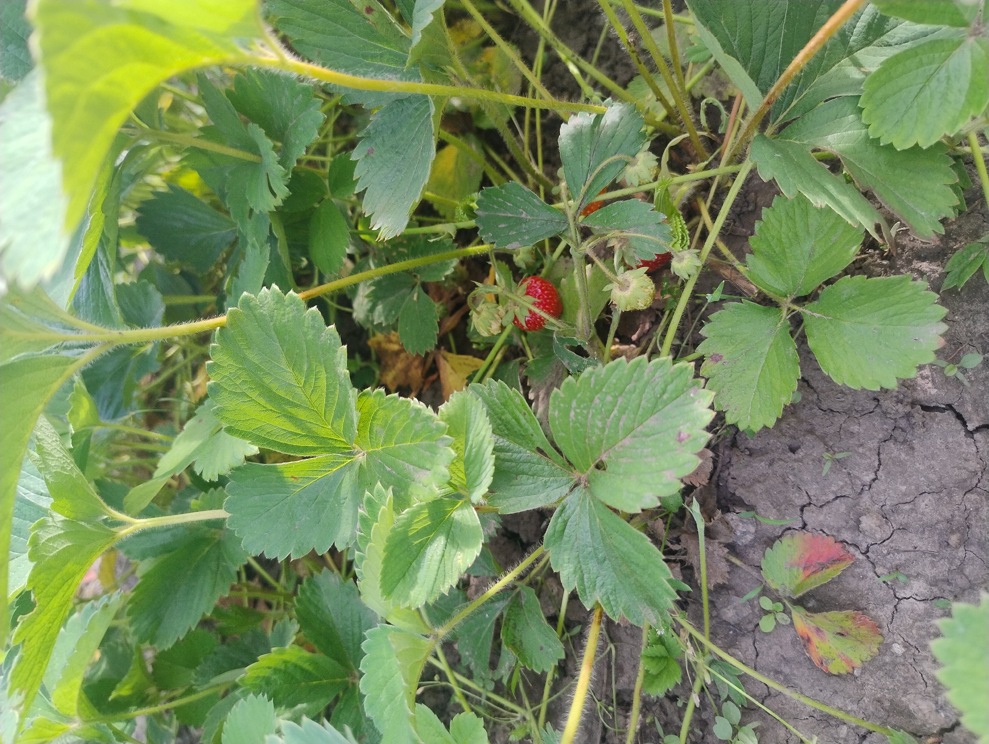 Garden documentation shows diverse flowering plants in Kropyvnytskyi, Ukraine