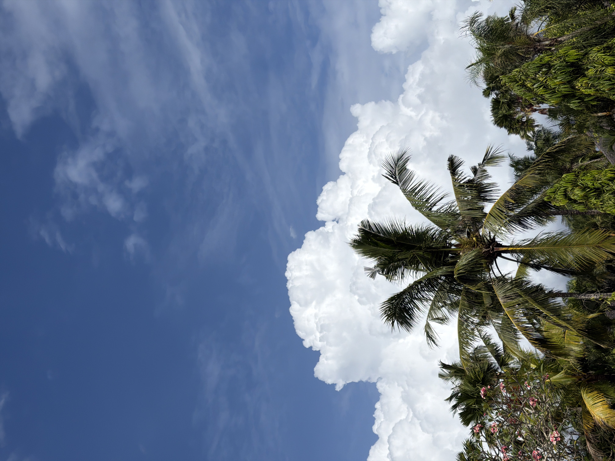 Morning sky and vegetation photographed in Kuta Selatan