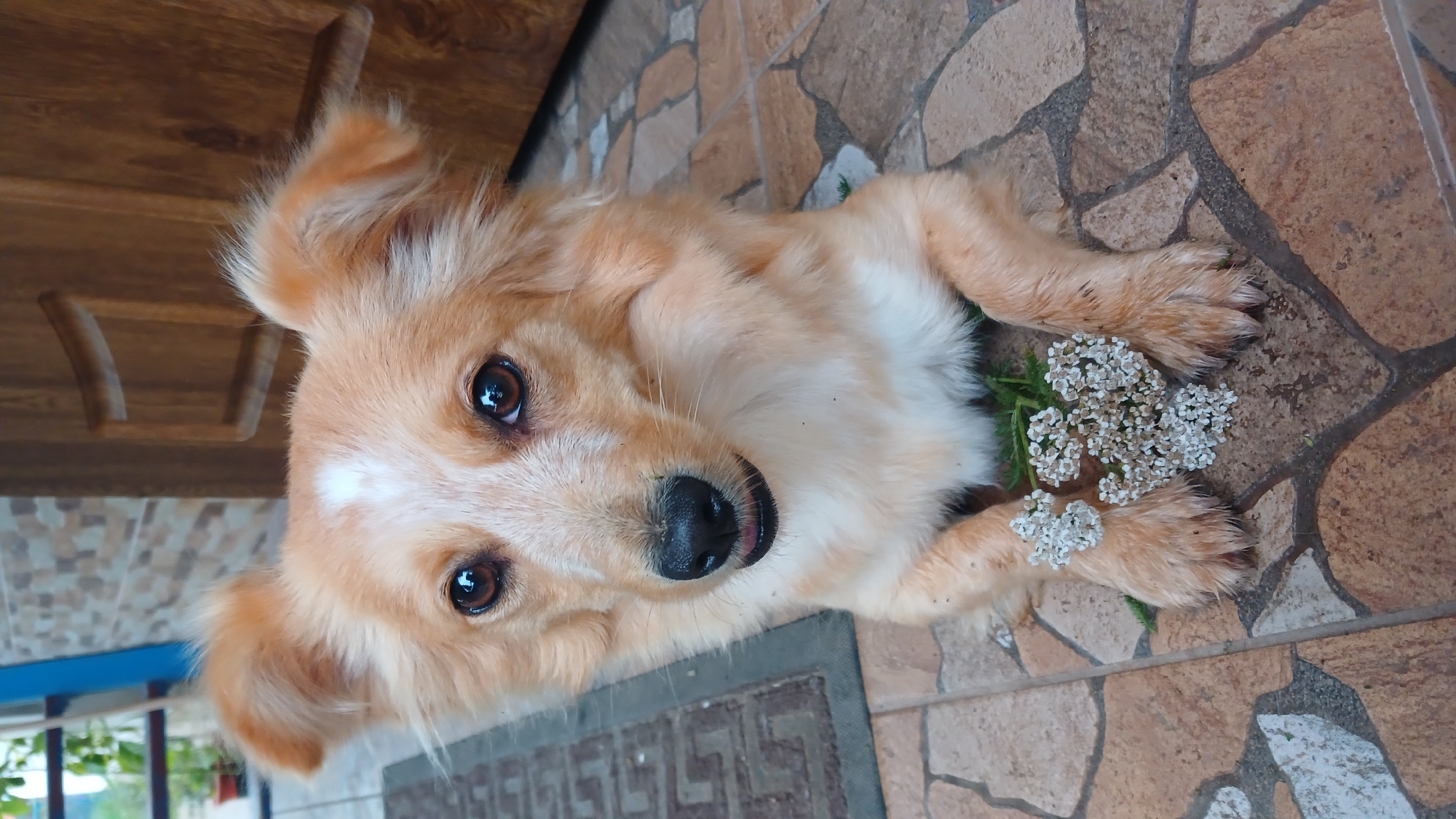 Flowers, fruit, and a dog — still-life moments from Monastyryska