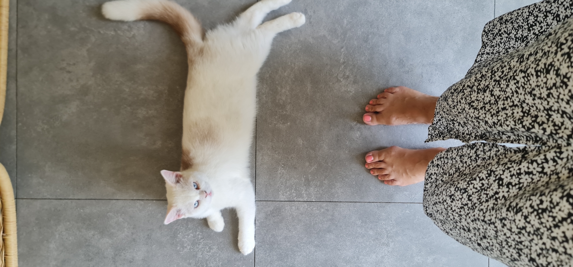 Cats relax with residents in Đà Nẵng home