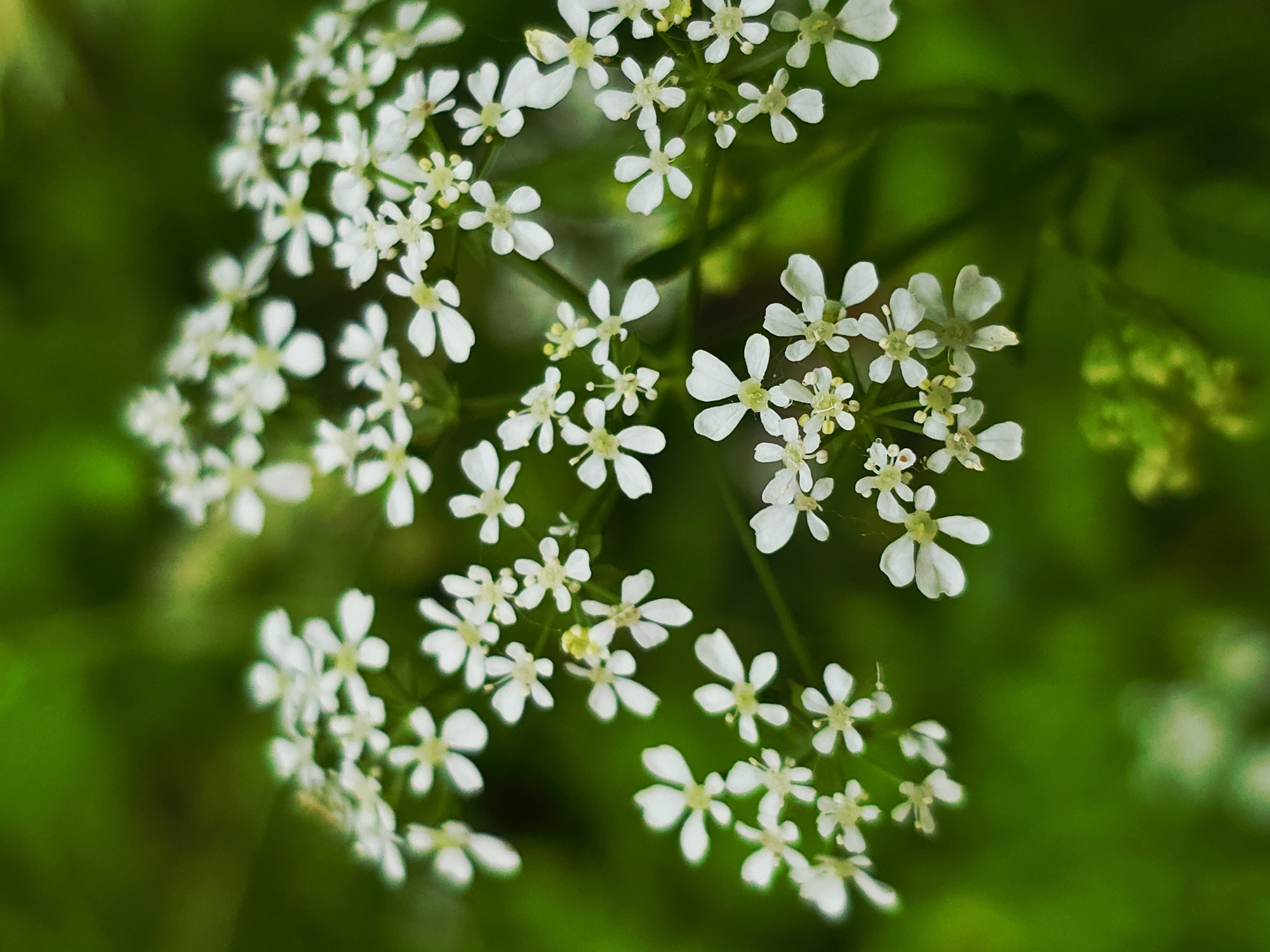 Spring wildflower documentation during Warsaw park walk captured