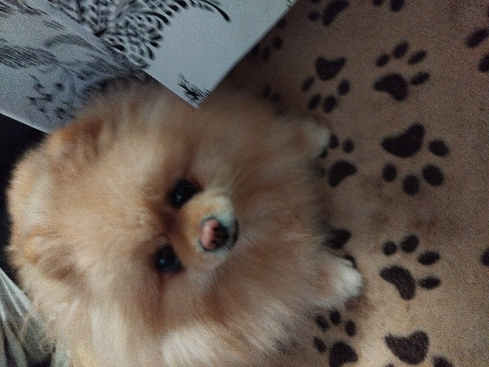 Pomeranian dog photographed resting on patterned surface in Bulgaria