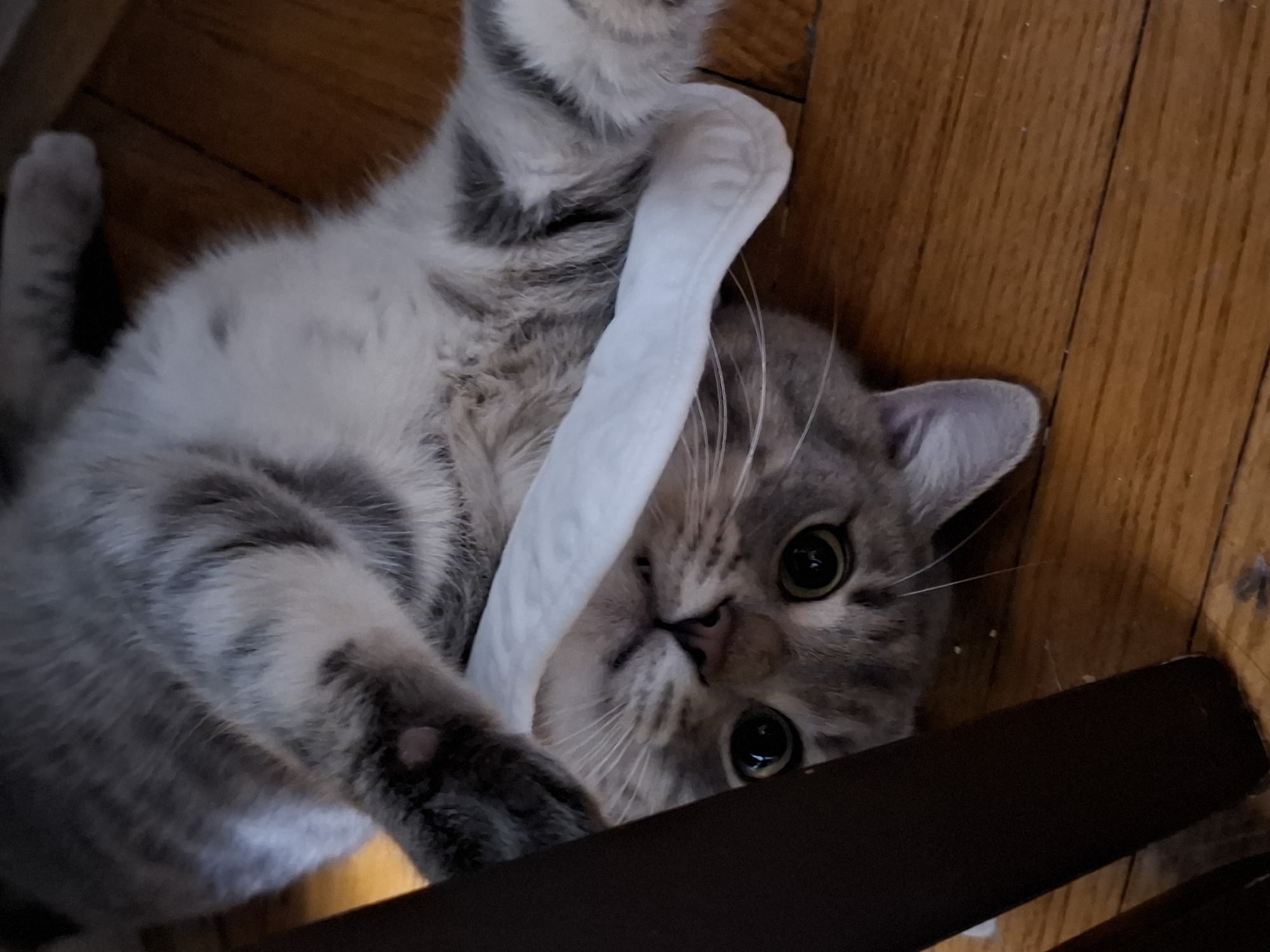 Gray tabby cat plays with white object on floor