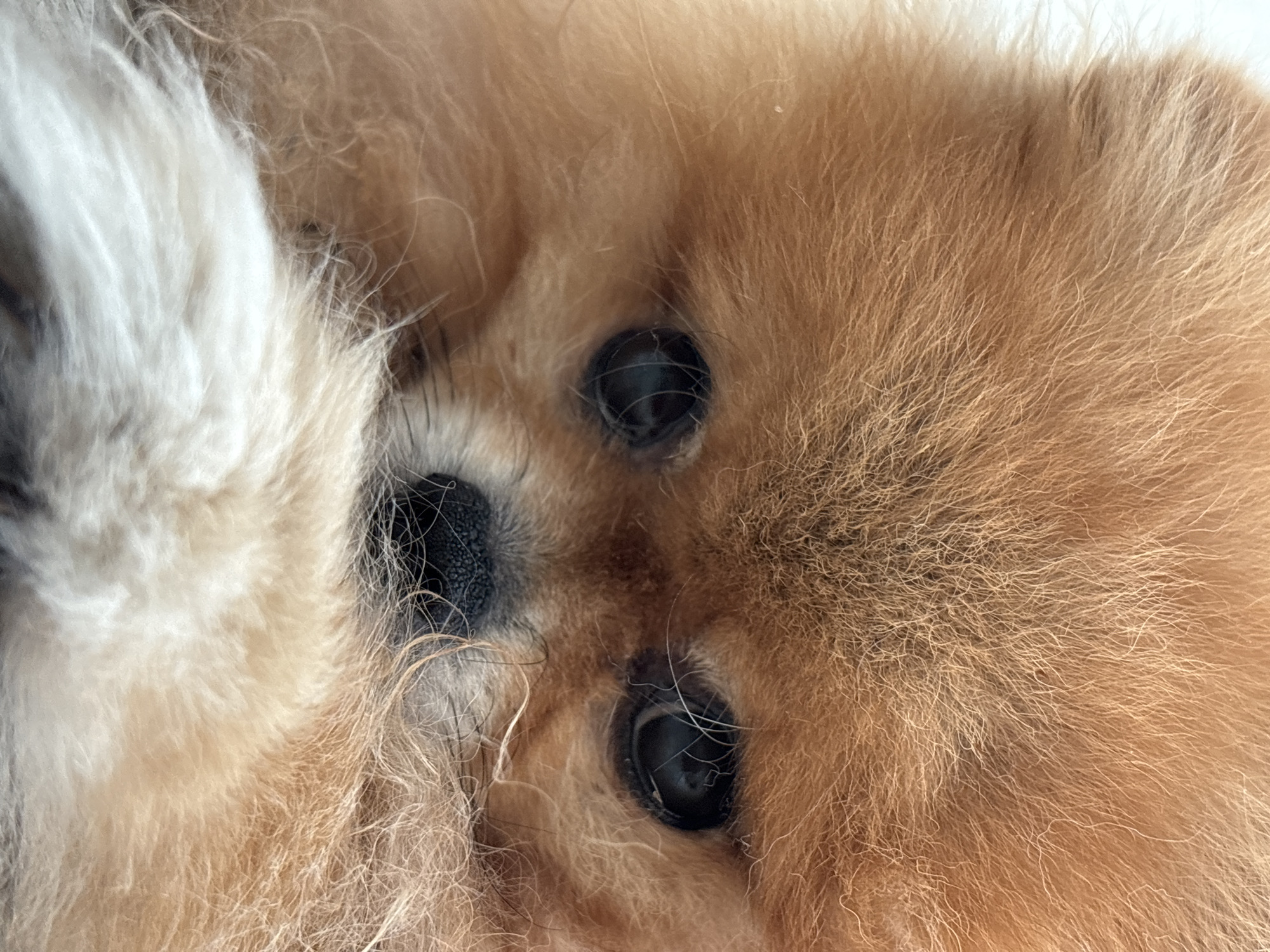 Pets, birch forests, and golden wildflowers in late-summer Chaikovsky