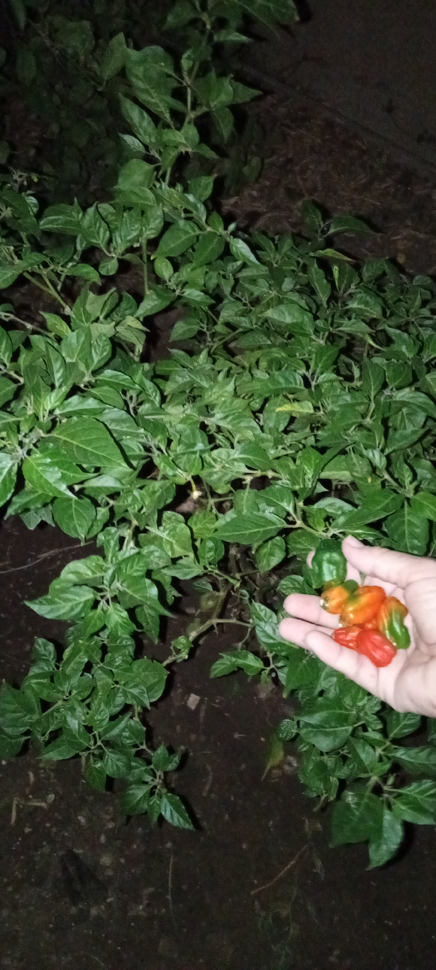 Person holds mixed ripe and unripe peppers near bush