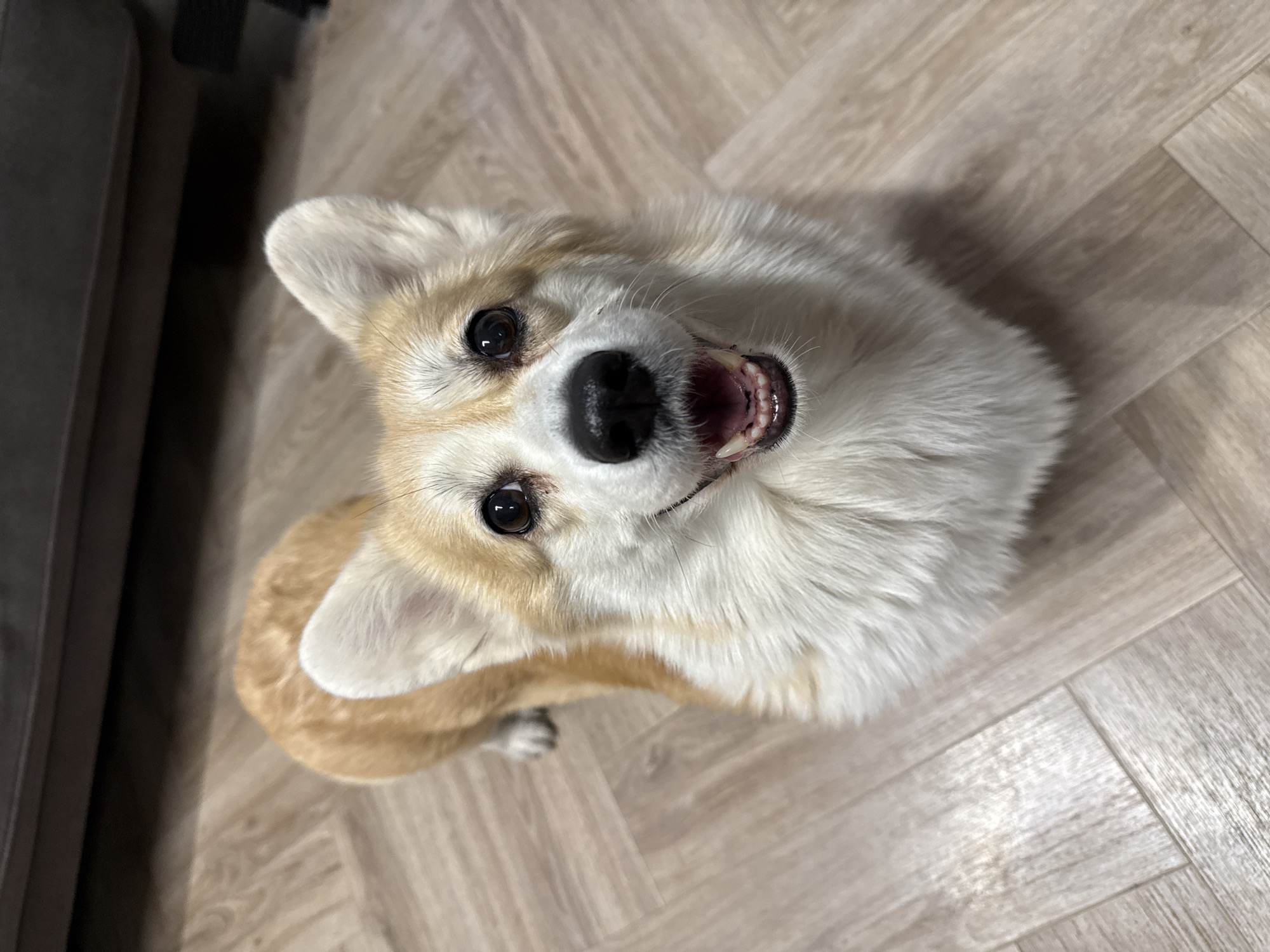 Excited Corgi photographed multiple times in Krasnoyarsk home