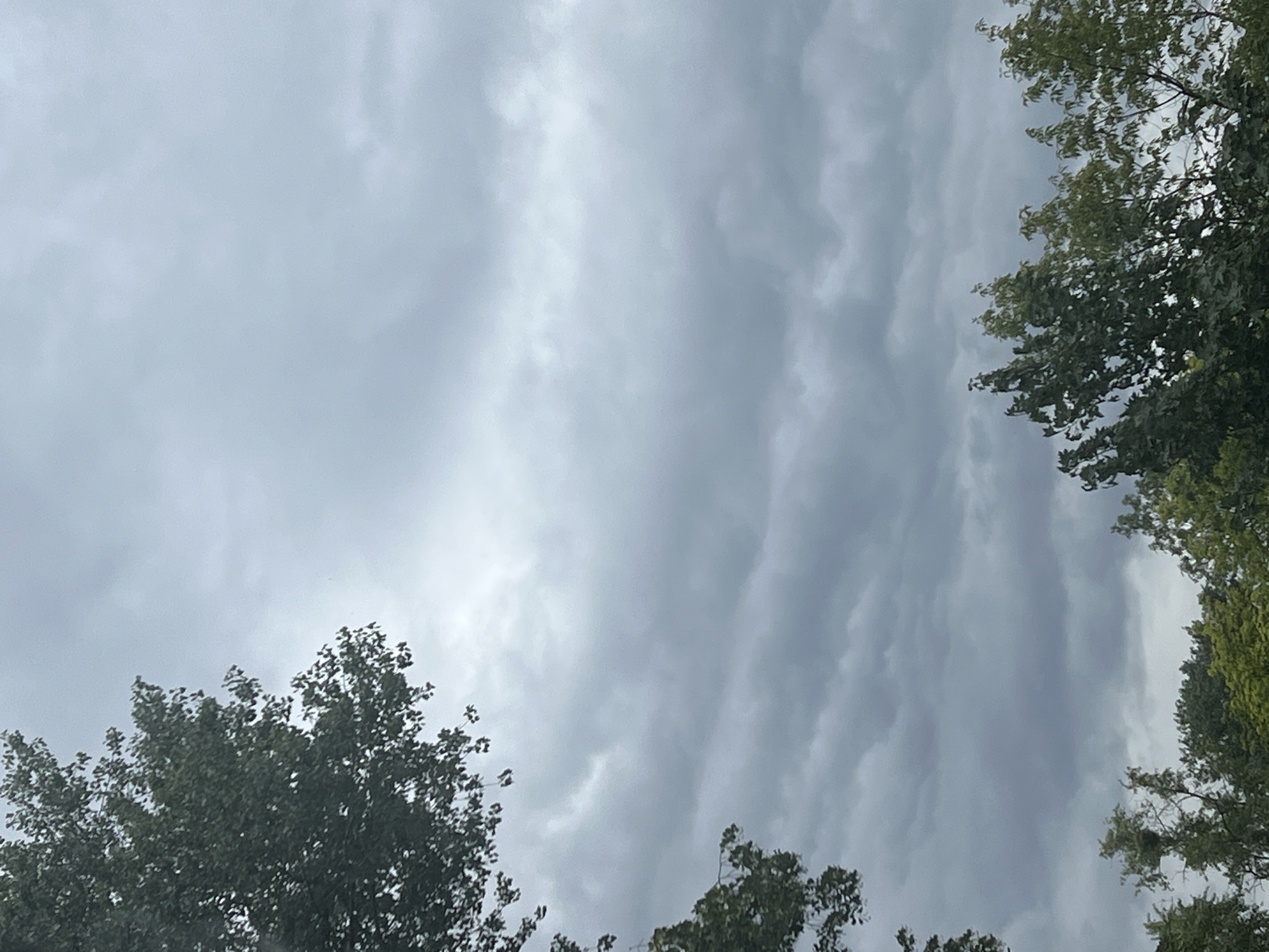 Overcast Warsaw skies through summer tree canopies
