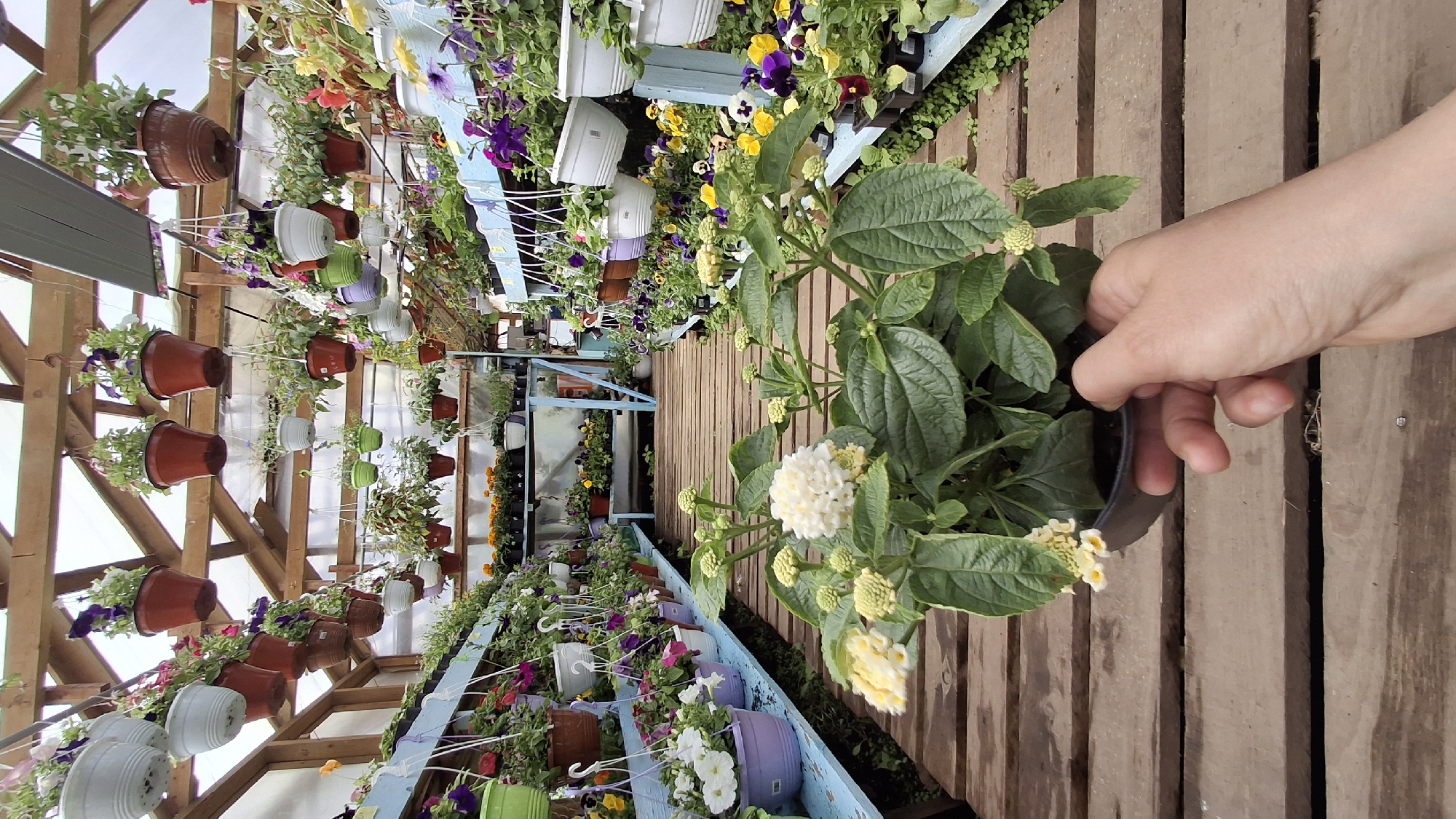 Child explores flower greenhouse in Annino, Russia with toy bus