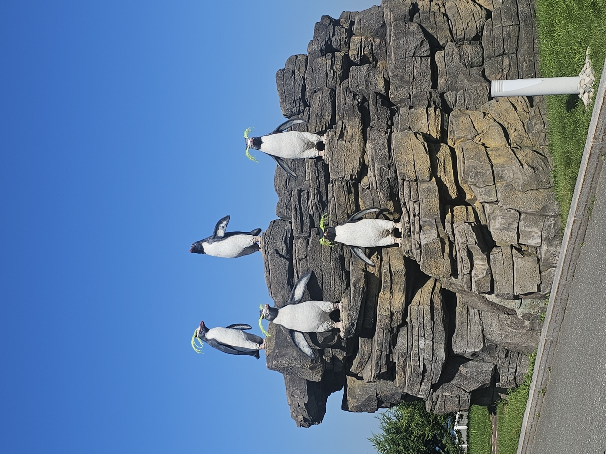 Crested penguin statues on a rocky tiered display, Russky Island