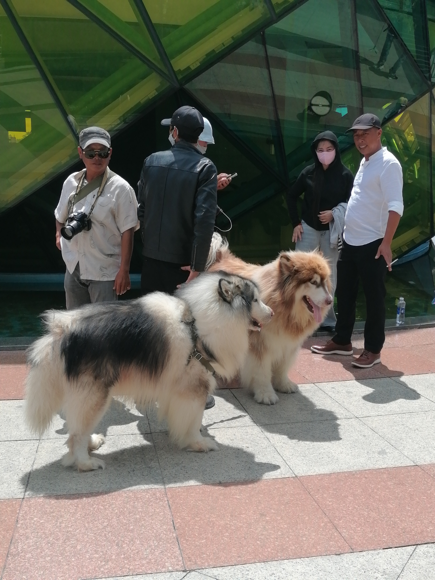 Lakeside plaza day out in Da Lat, dogs in tow