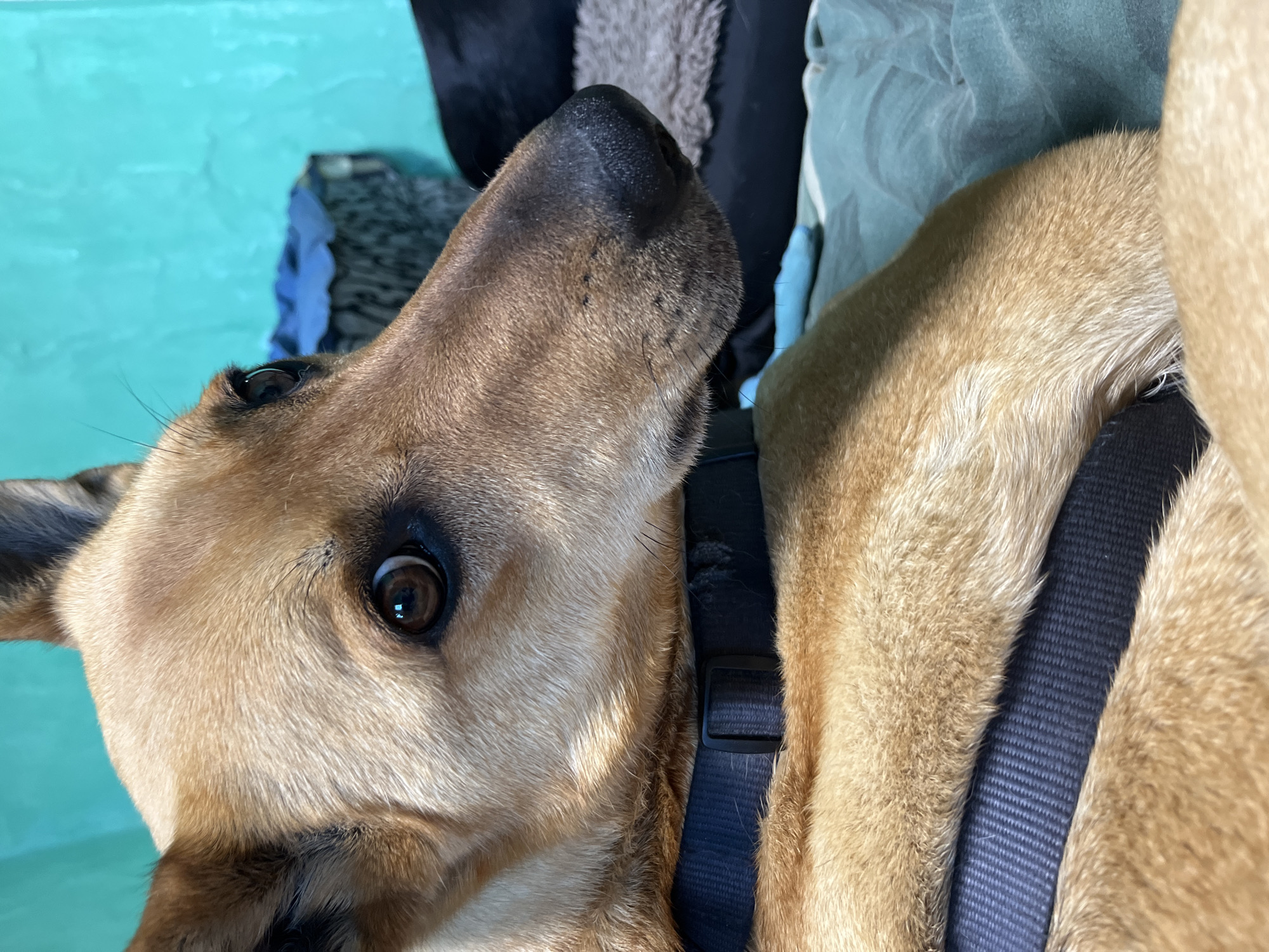 Dog resting in blue harness captured by witnesses