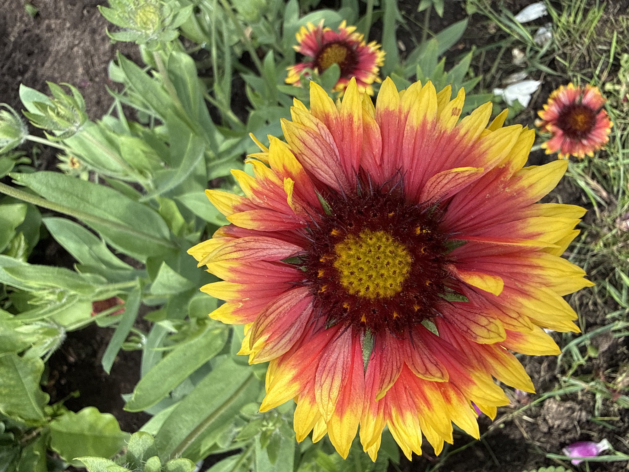 Summer garden in bloom, Žemieji Rusokai