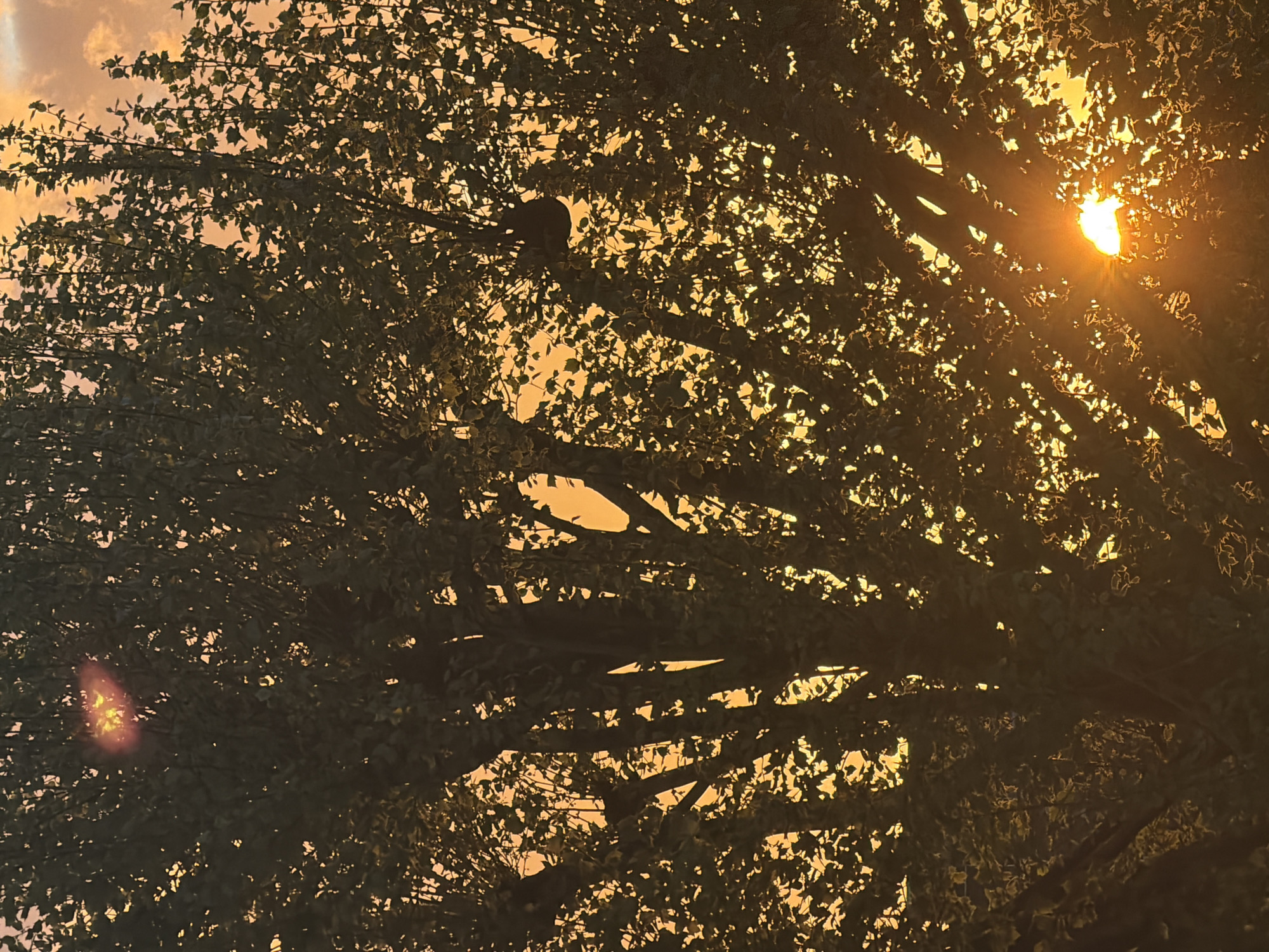 London tree canopy photographed during vibrant golden hour sunset