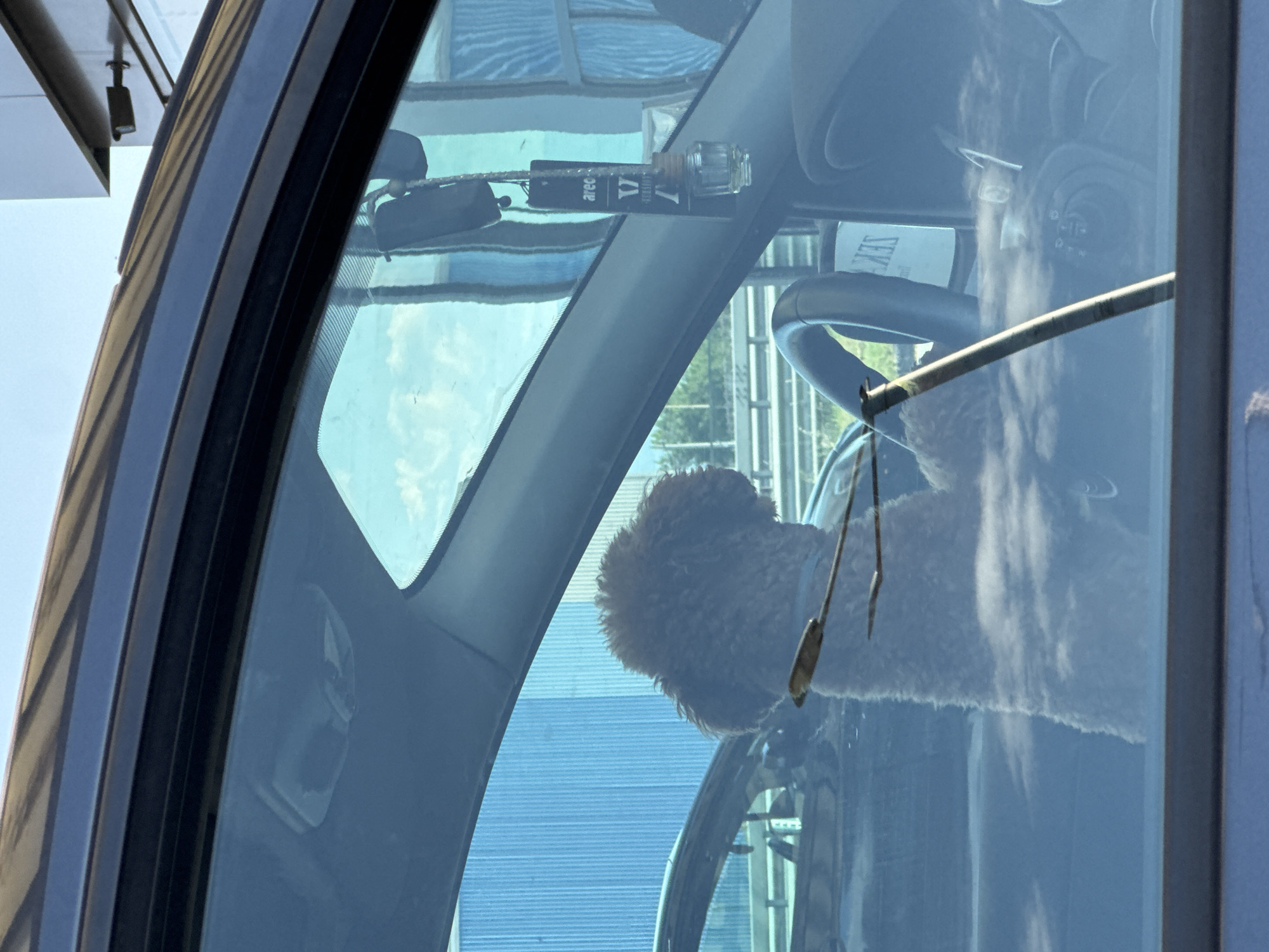 Poodle spotted behind wheel in parked car in Bulgaria
