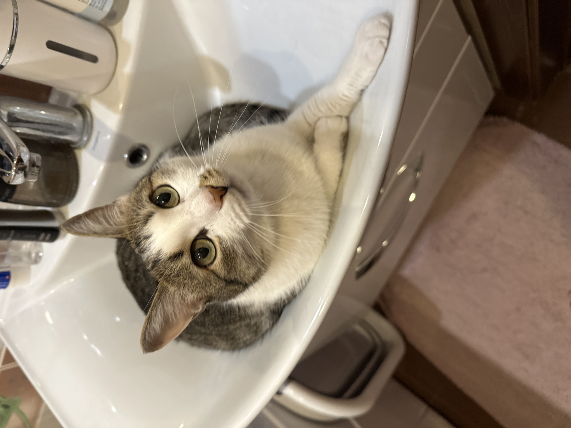 Cat sits in bathroom sink in Krasnoyarsk, Russia