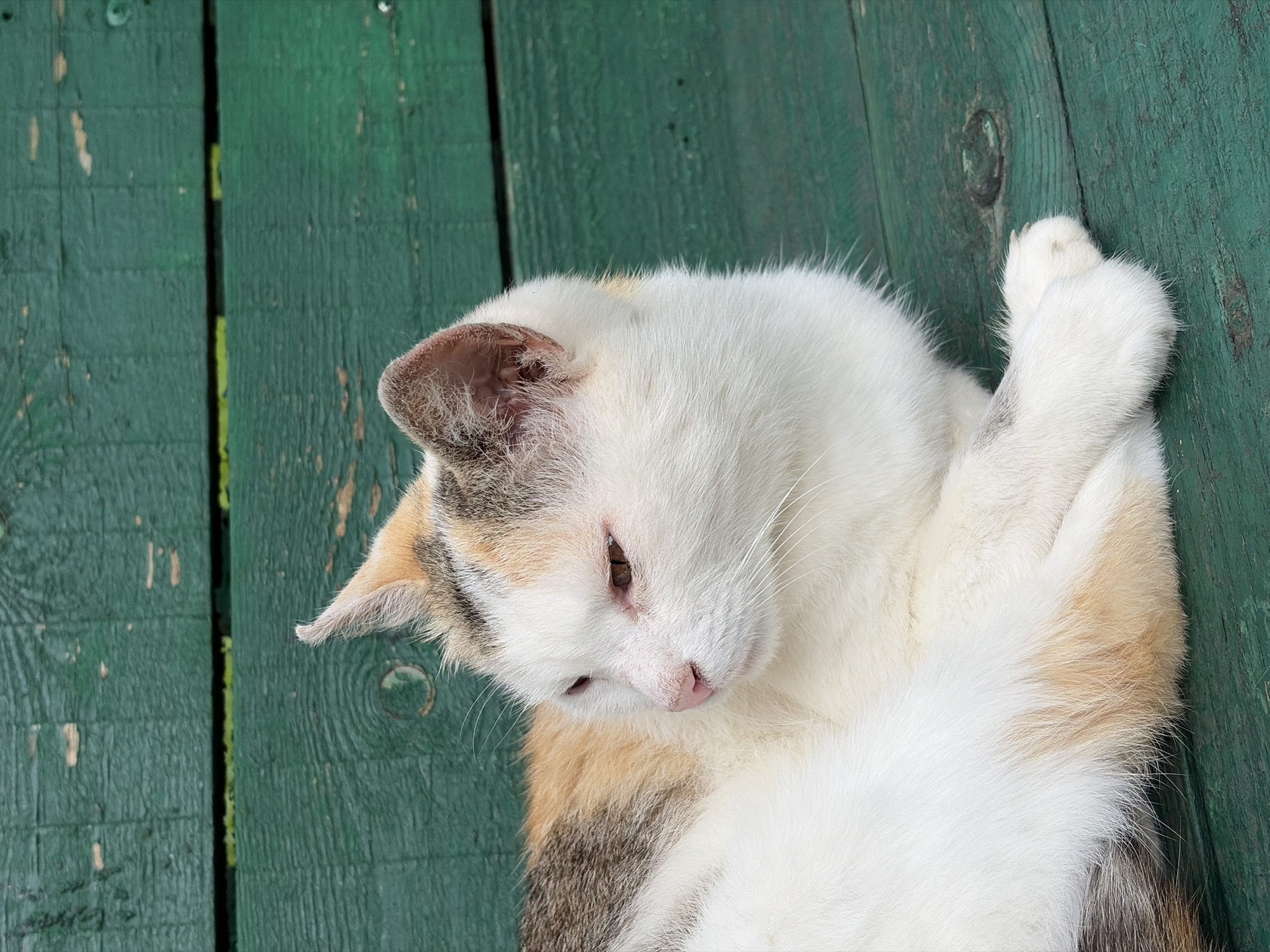 Cats, flowers, and everyday life in a Podolsk summer