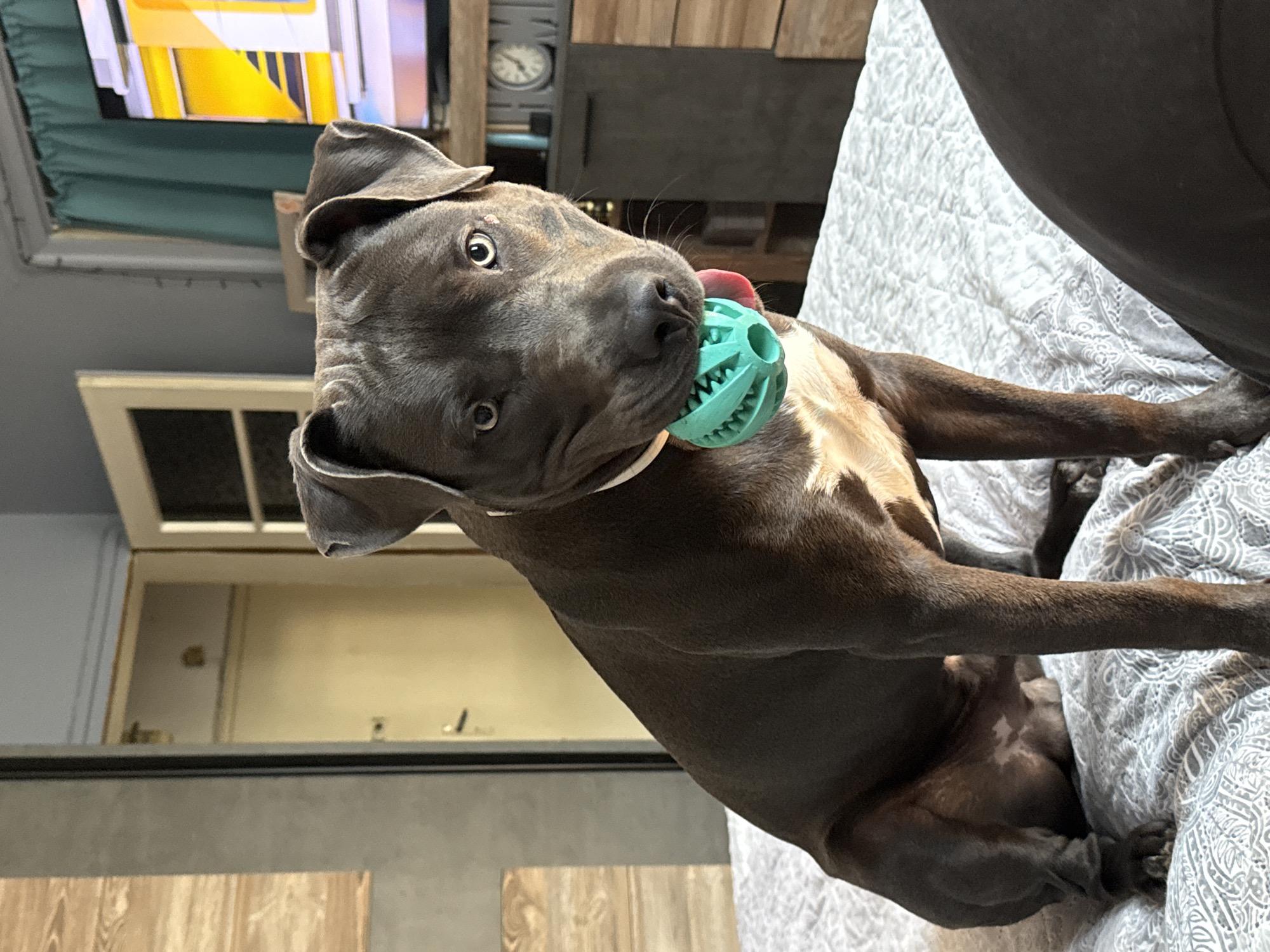 Pit bull relaxing at home in Varna, festive mug nearby