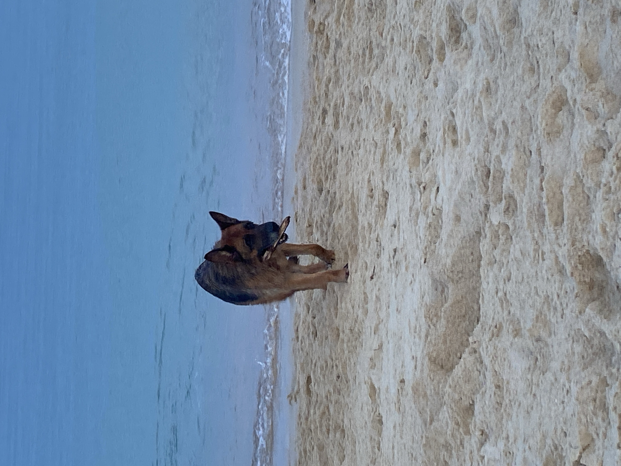 Dogs, graffiti boulders, and beach vibes at Baan Lamai