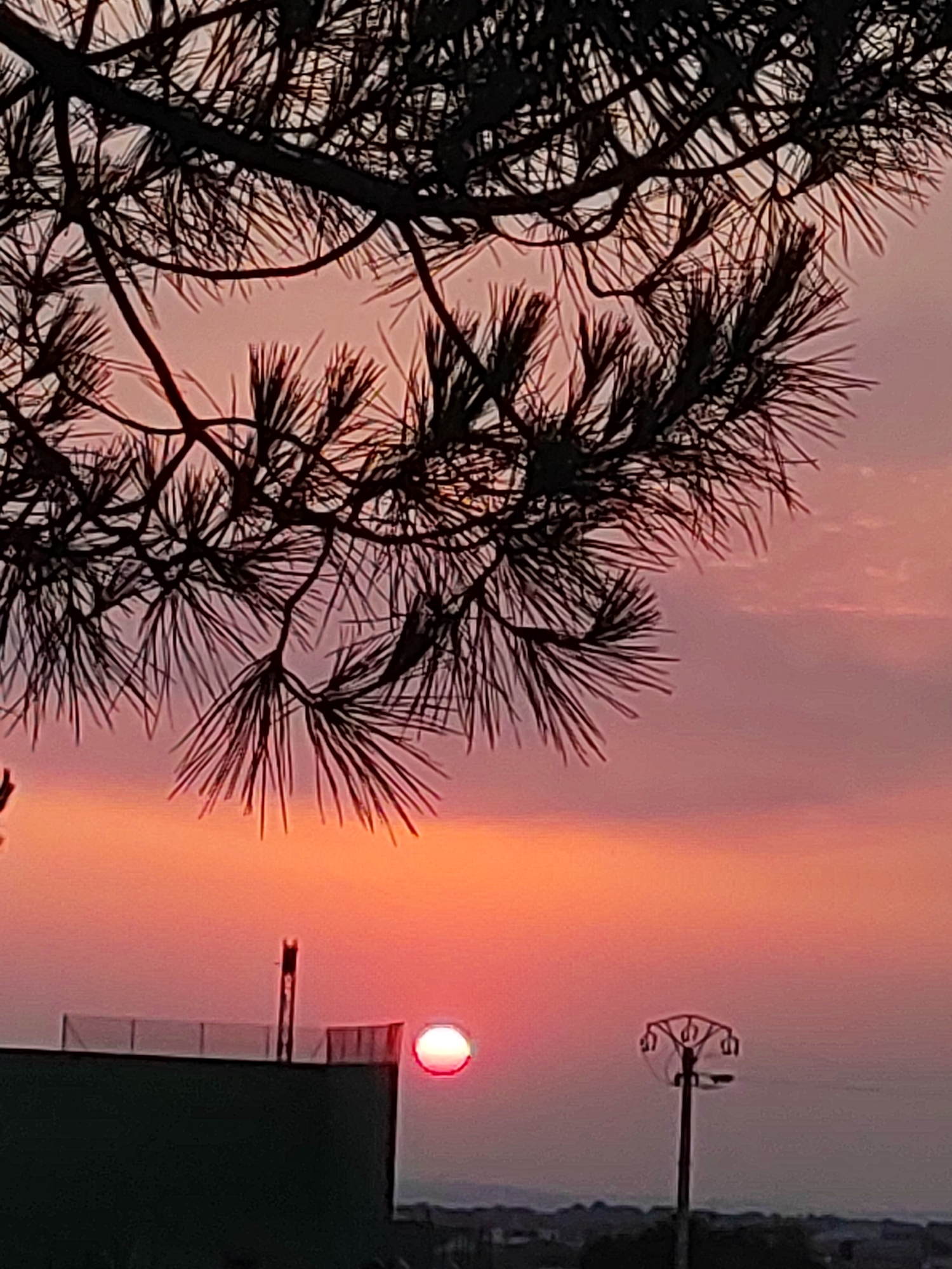 Sunset over Sobradillo through pine silhouettes