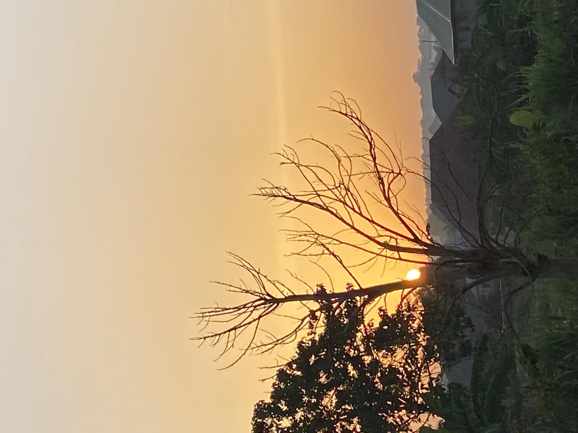 Sunset photographed through bare trees in Sabon Tasha Nigeria