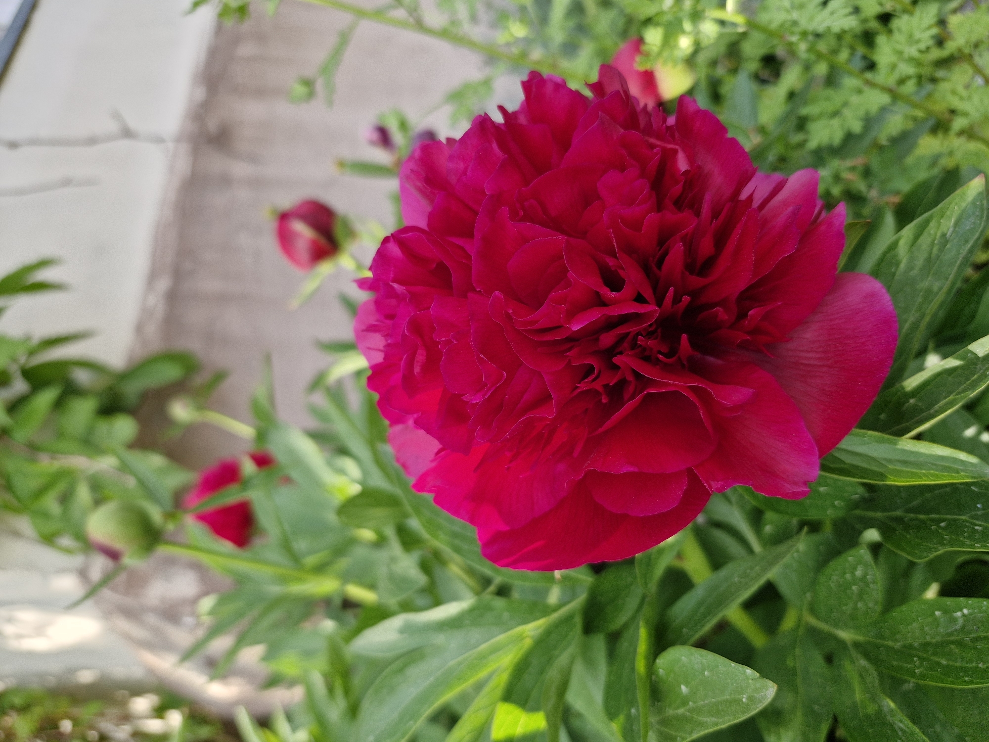 Garden photography session captures flowers, decorative objects across afternoon