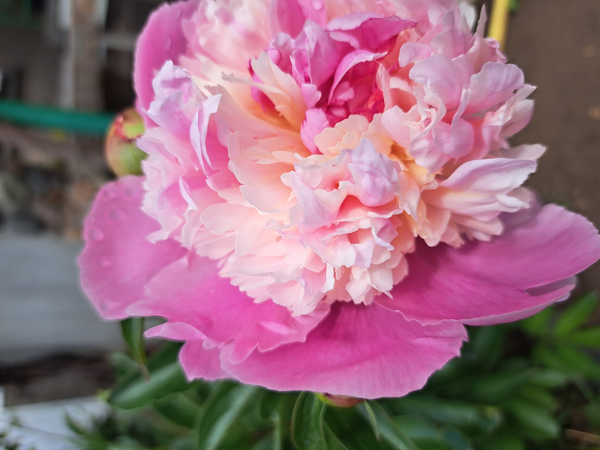 Spring garden blooms and birds documented in Bulgarian village