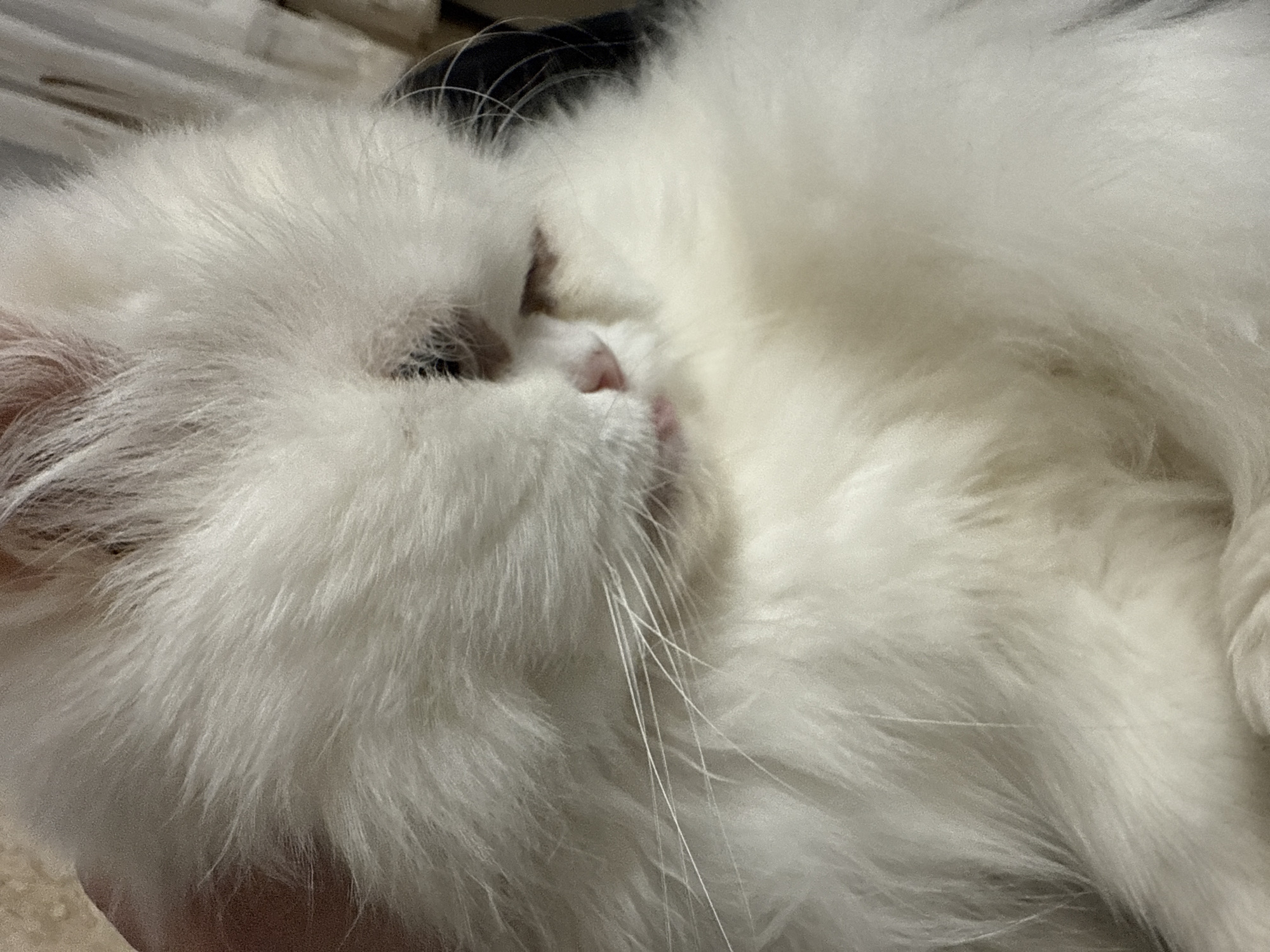 White Persian cat photographed resting in Burgas, Bulgaria