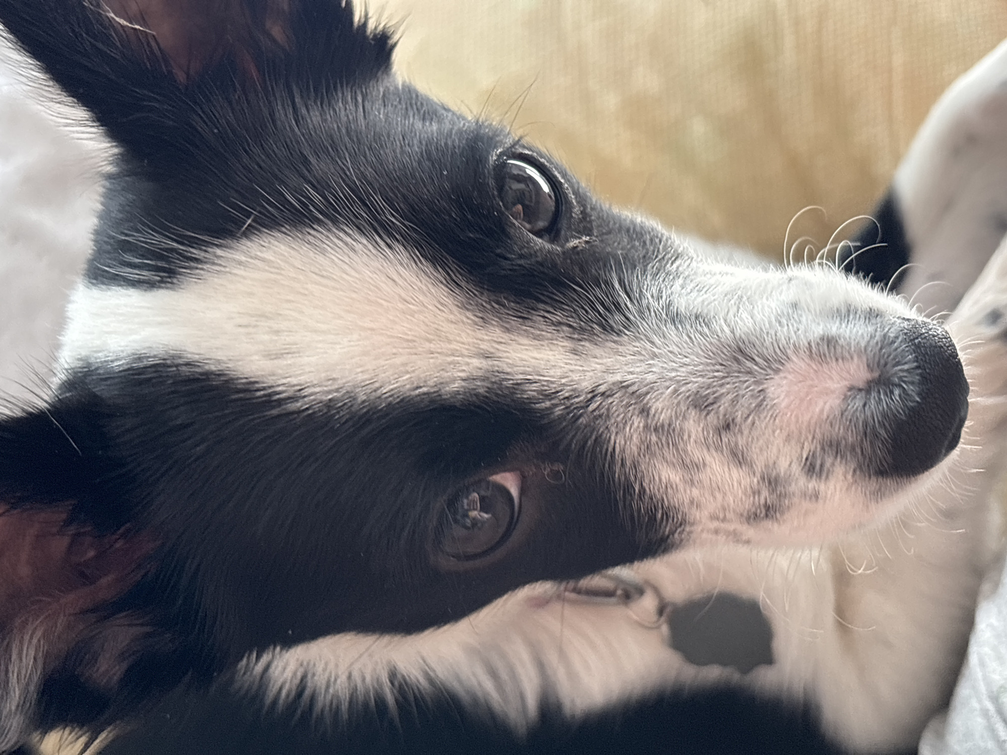 Everyday moments captured in Chaikovsky: selfies, church, dog photos
