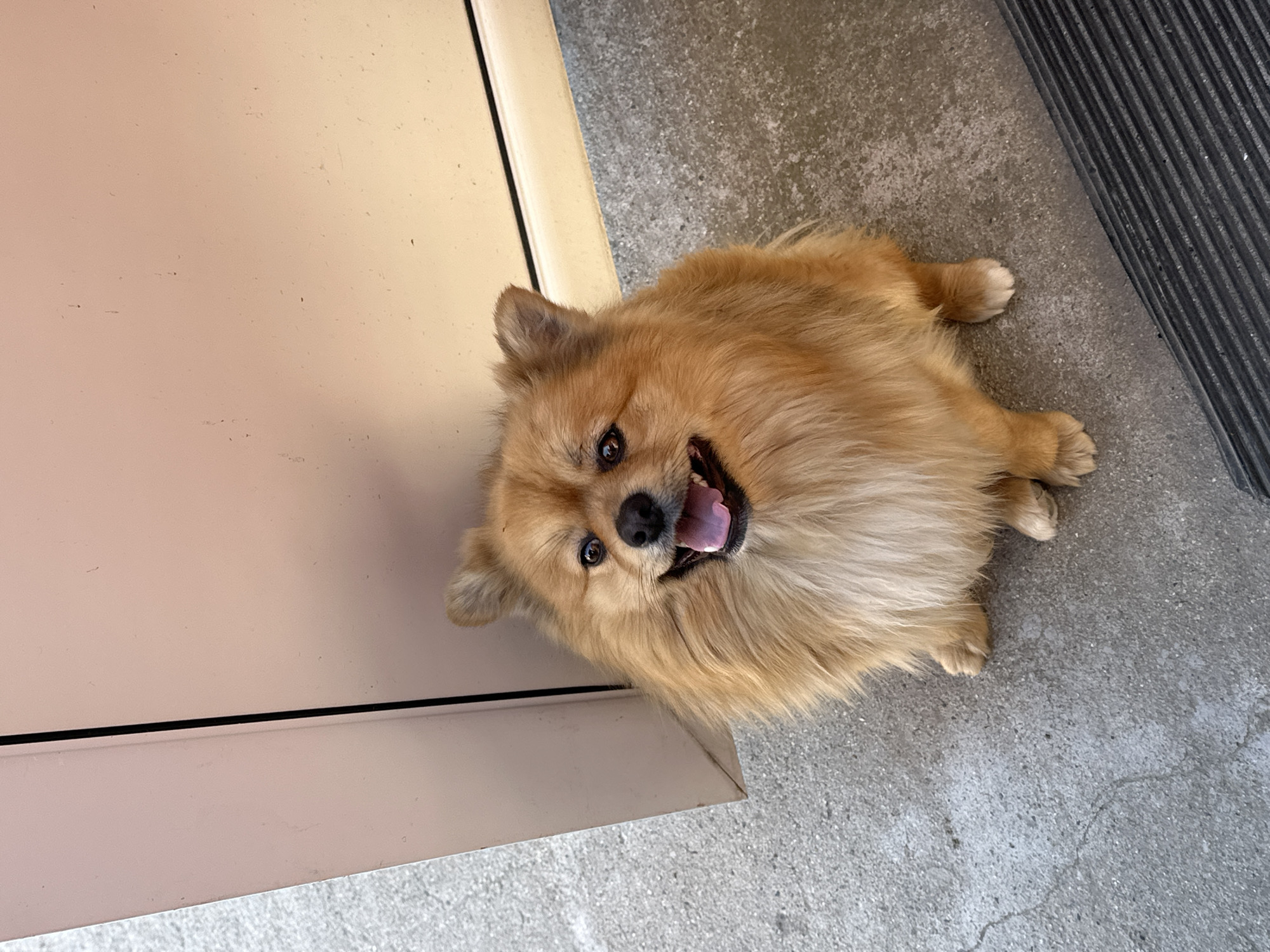 Pomeranian dog plays on patio in Manole, Bulgaria