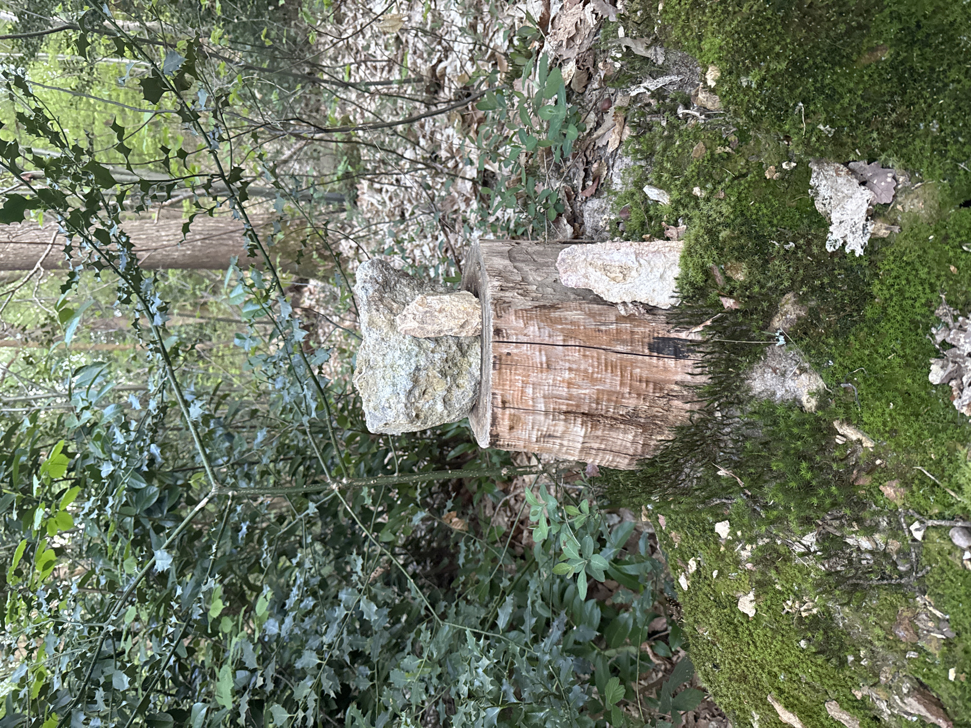 Woodland elements documented in French commune forest setting