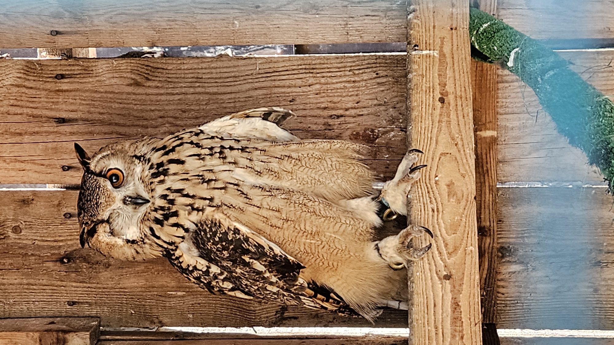 Eurasian Eagle-Owl spotted in Stara Zagora, Bulgaria