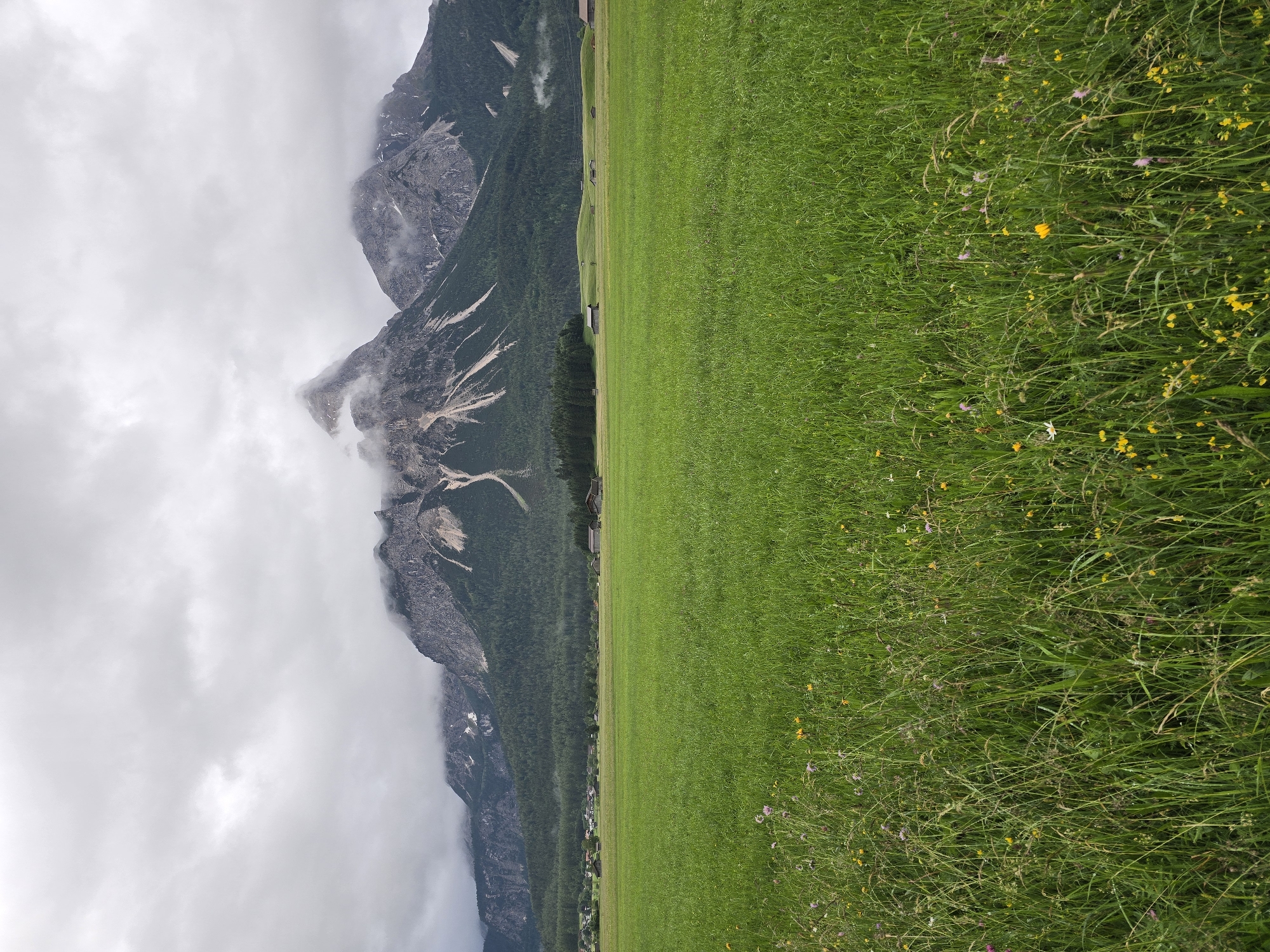 Wildflower meadow documented in Lermoos, Austria