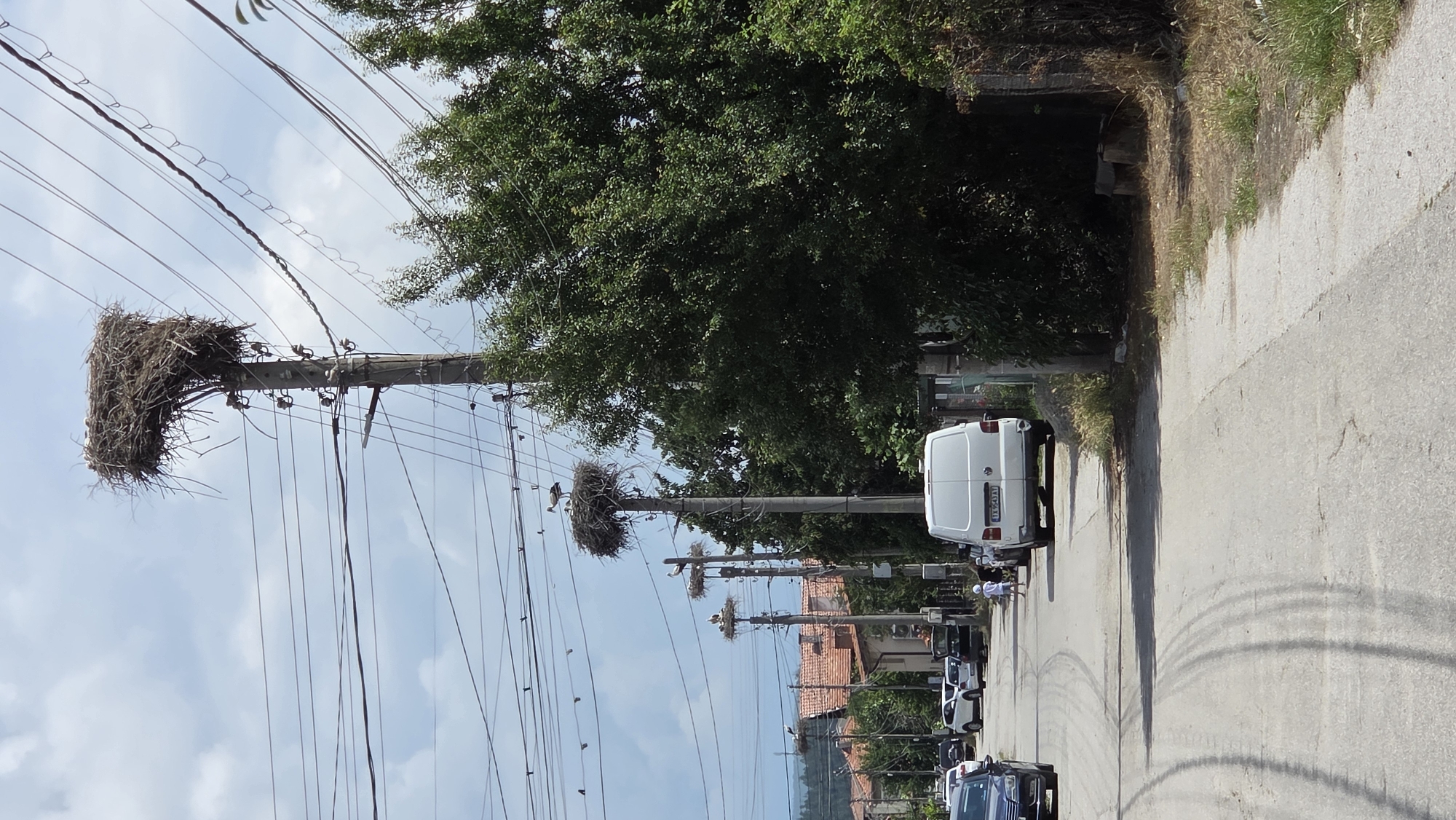 Horse-drawn cart rolling through a quiet Bulgarian village street