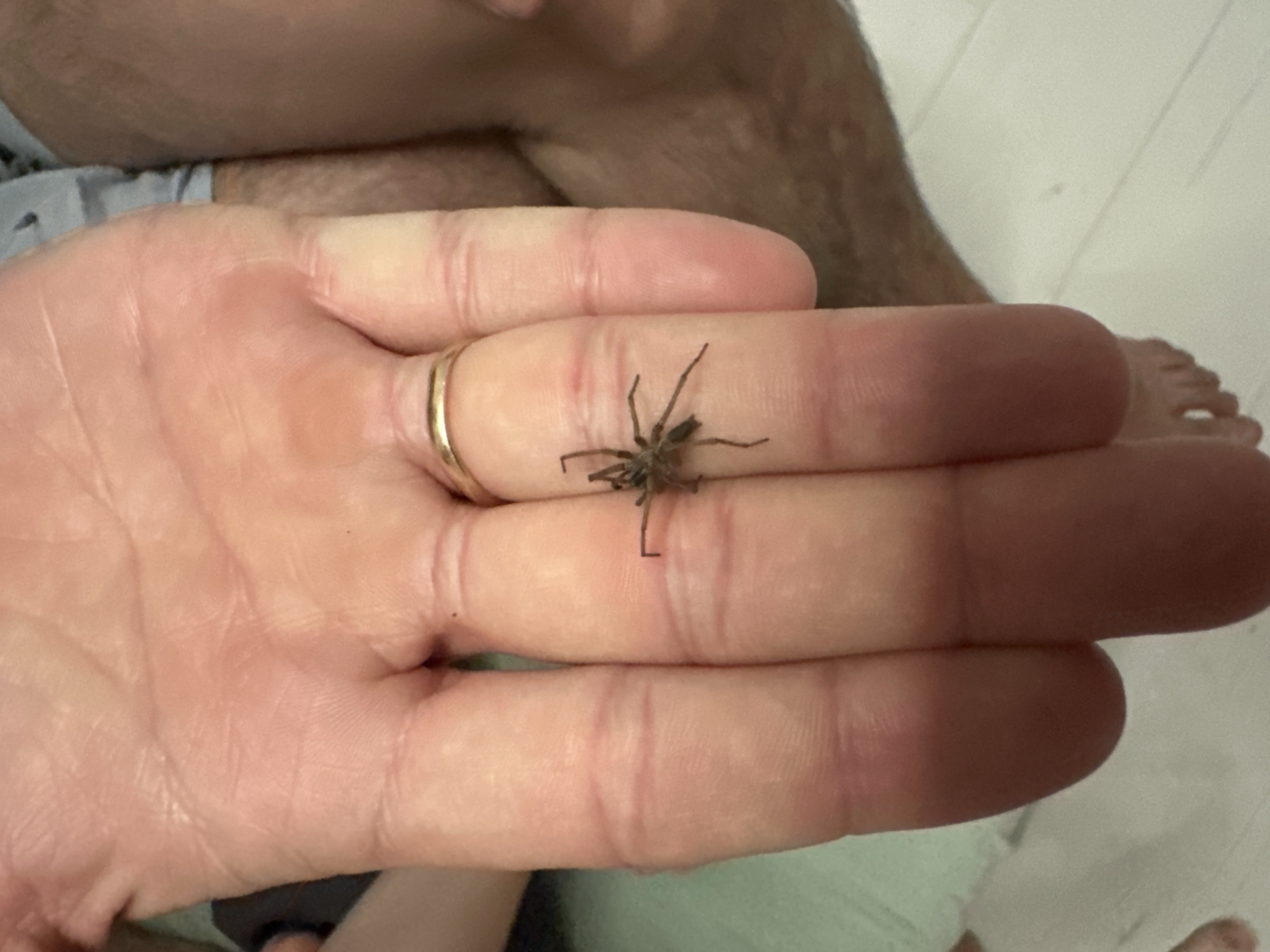 Spider encounters person indoors in Russian home setting