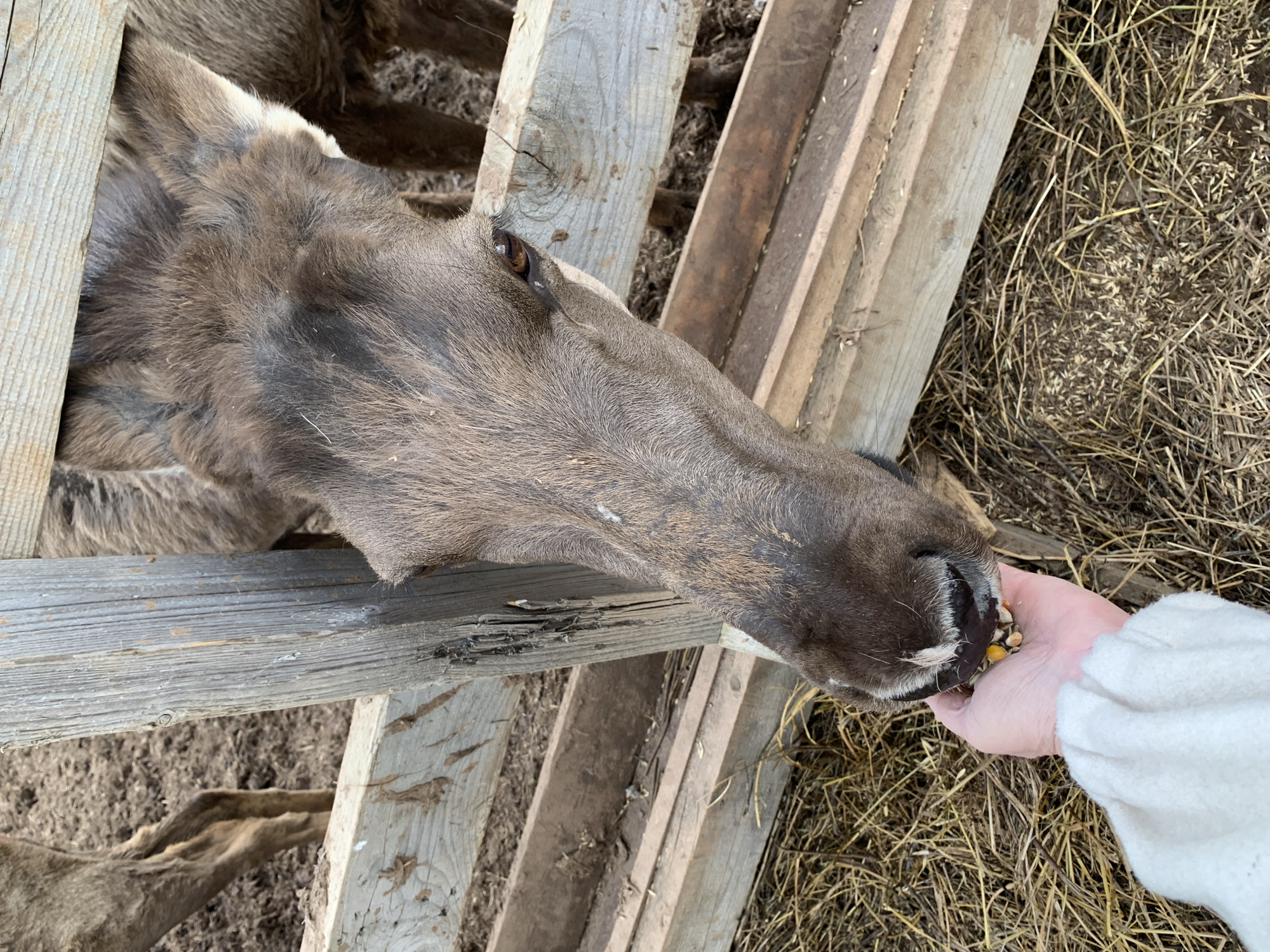 Residents hand-feed moose, deer, goats in Russian villages